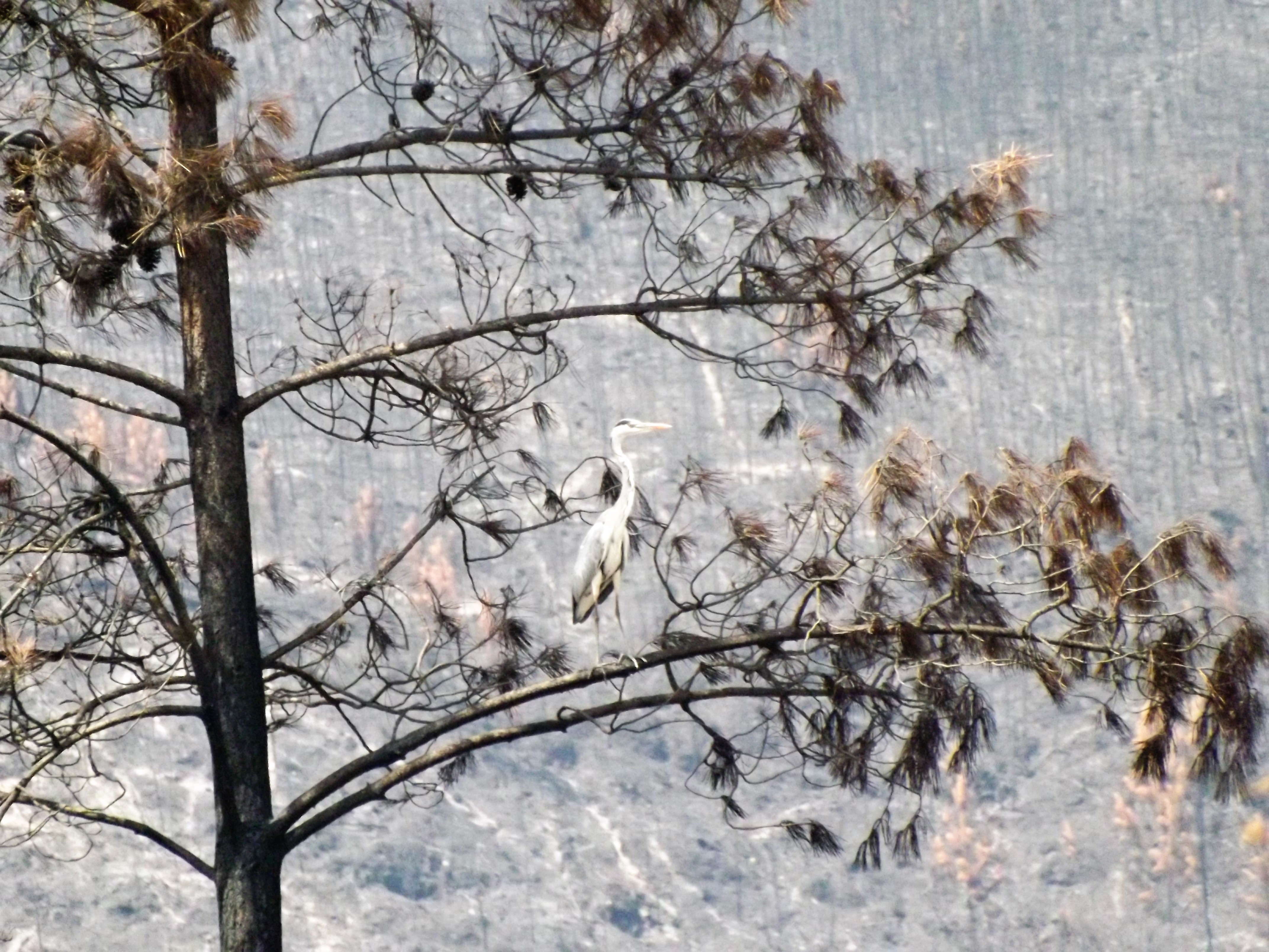 Ao longe fotografo uma Garça-Real “Ardea cinerea”.