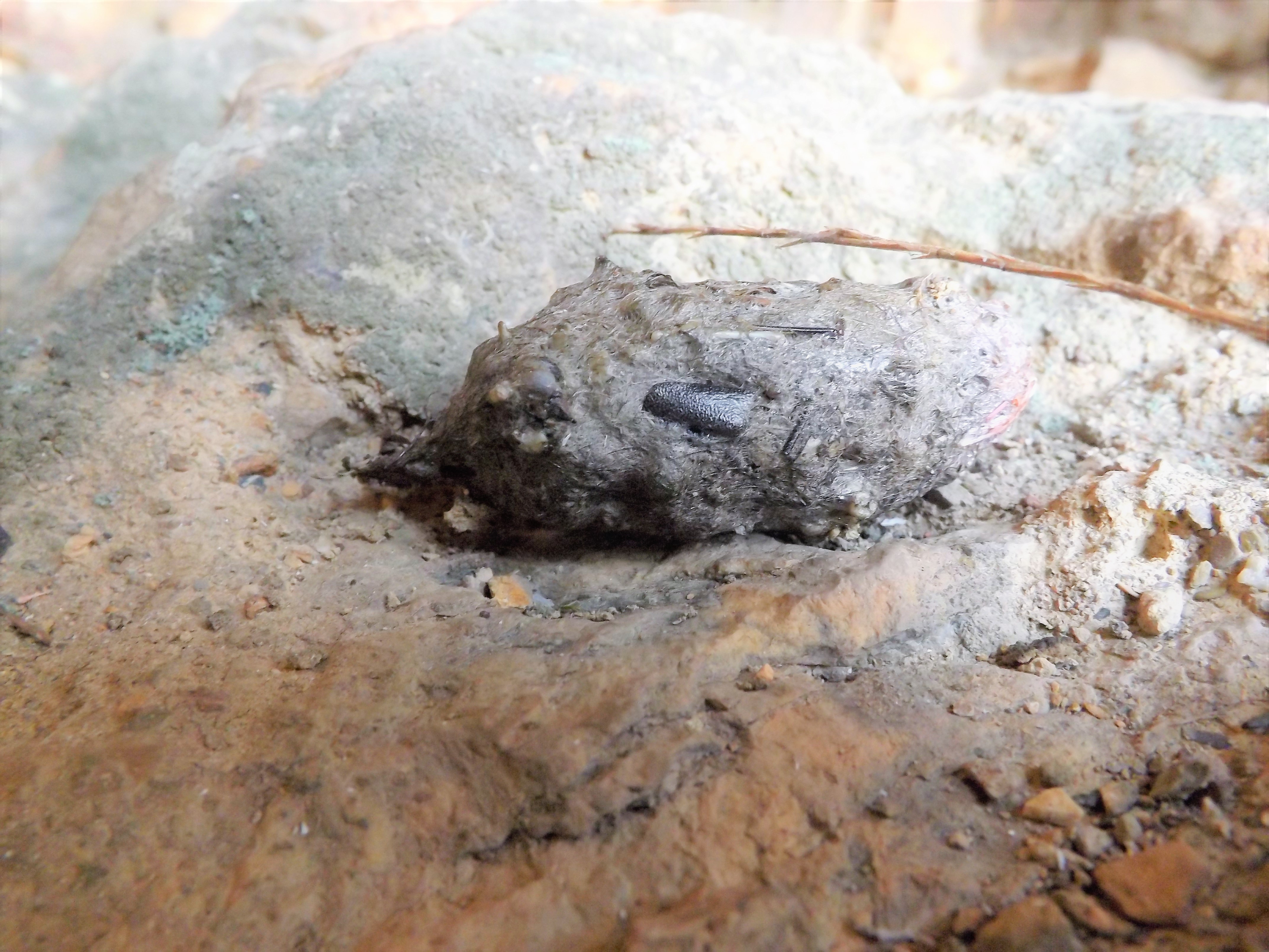 As plumadas são pequenos aglomerados de forma oval regurgitados, que contém partes não digeridas por este tipo de aves nocturnas, como pelos, penas ou mesmo ossos.