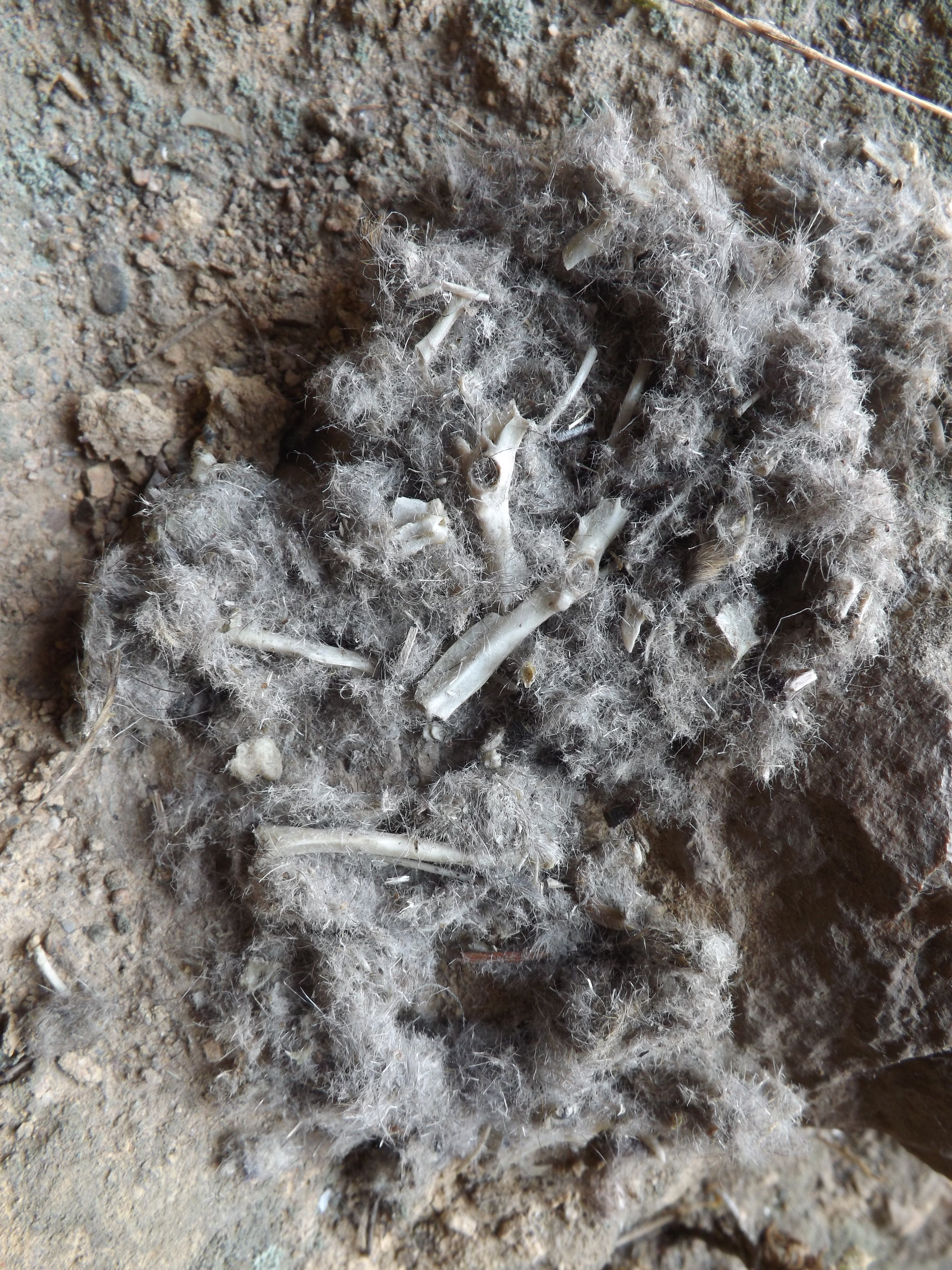 Depois de desfeita a "plumada" podemos observar ossos e pelos, estas sugerem que o alimento deste Bufo Real terá sido um pequeno mamífero.