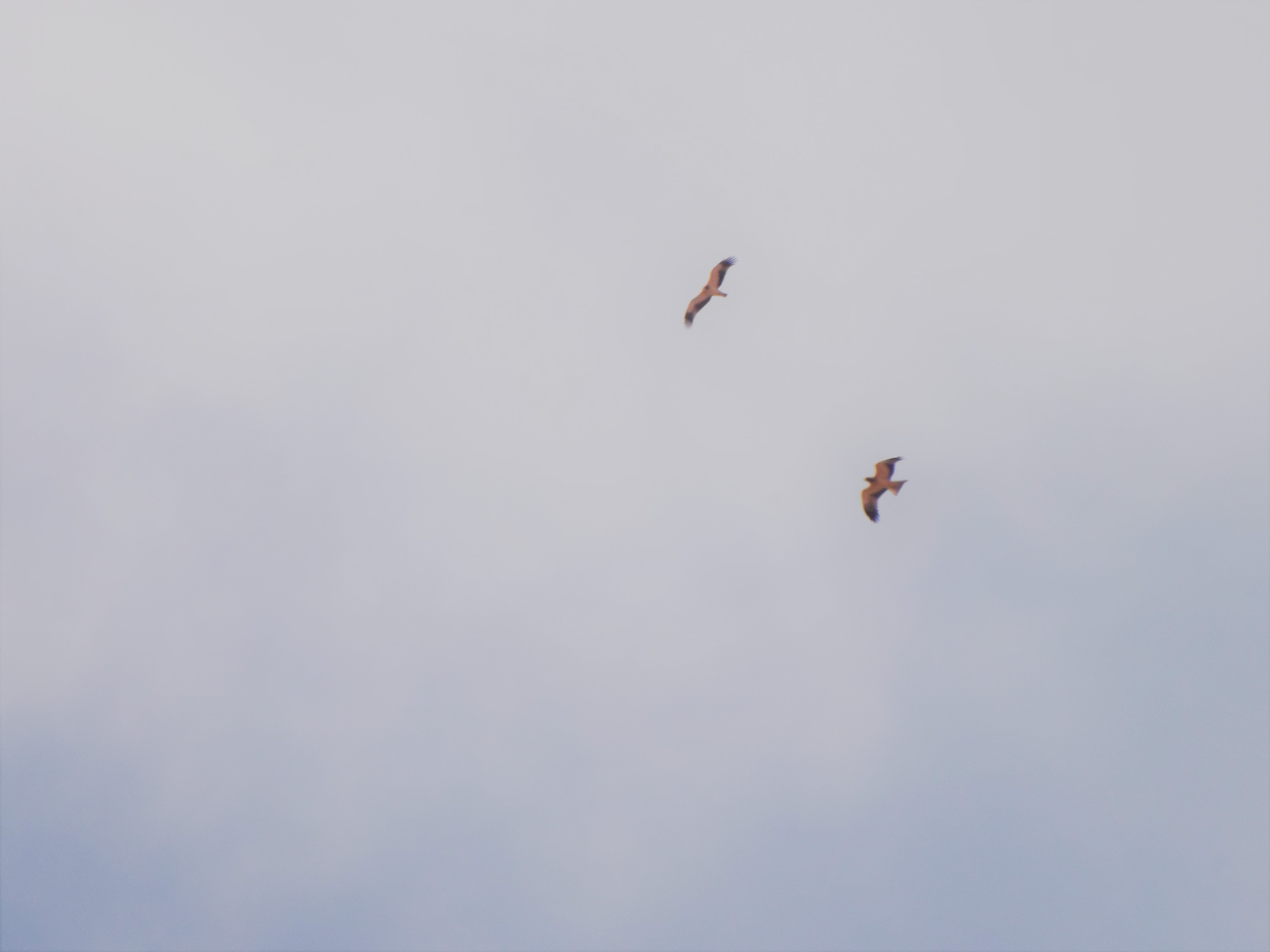 Duas águias-calçadas “Hieraaetus pennatus“ cruzam os céus, parecem advinhar que o final do Verão se aproxima. Dentro de dias ou semanas acabarão por rumar ao continente africano.