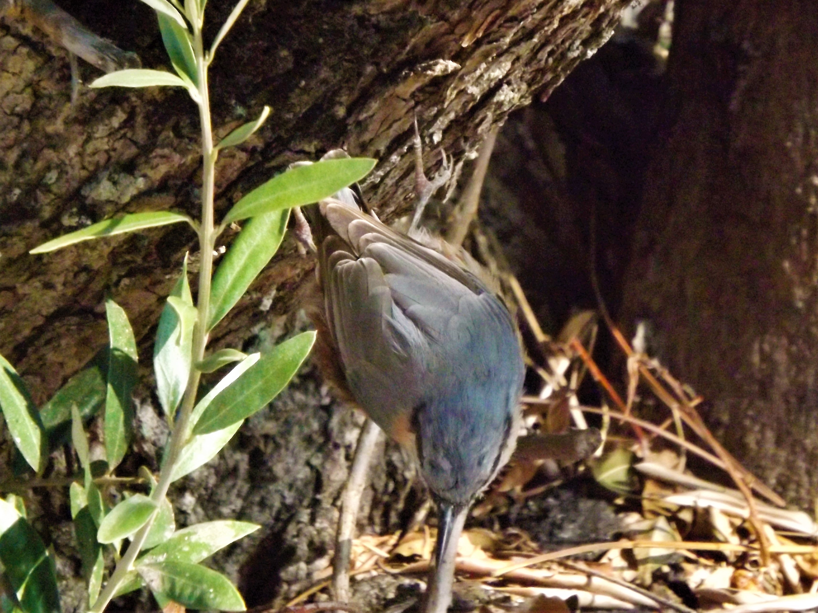 Não esperava encontrar por aqui esta pequena ave.