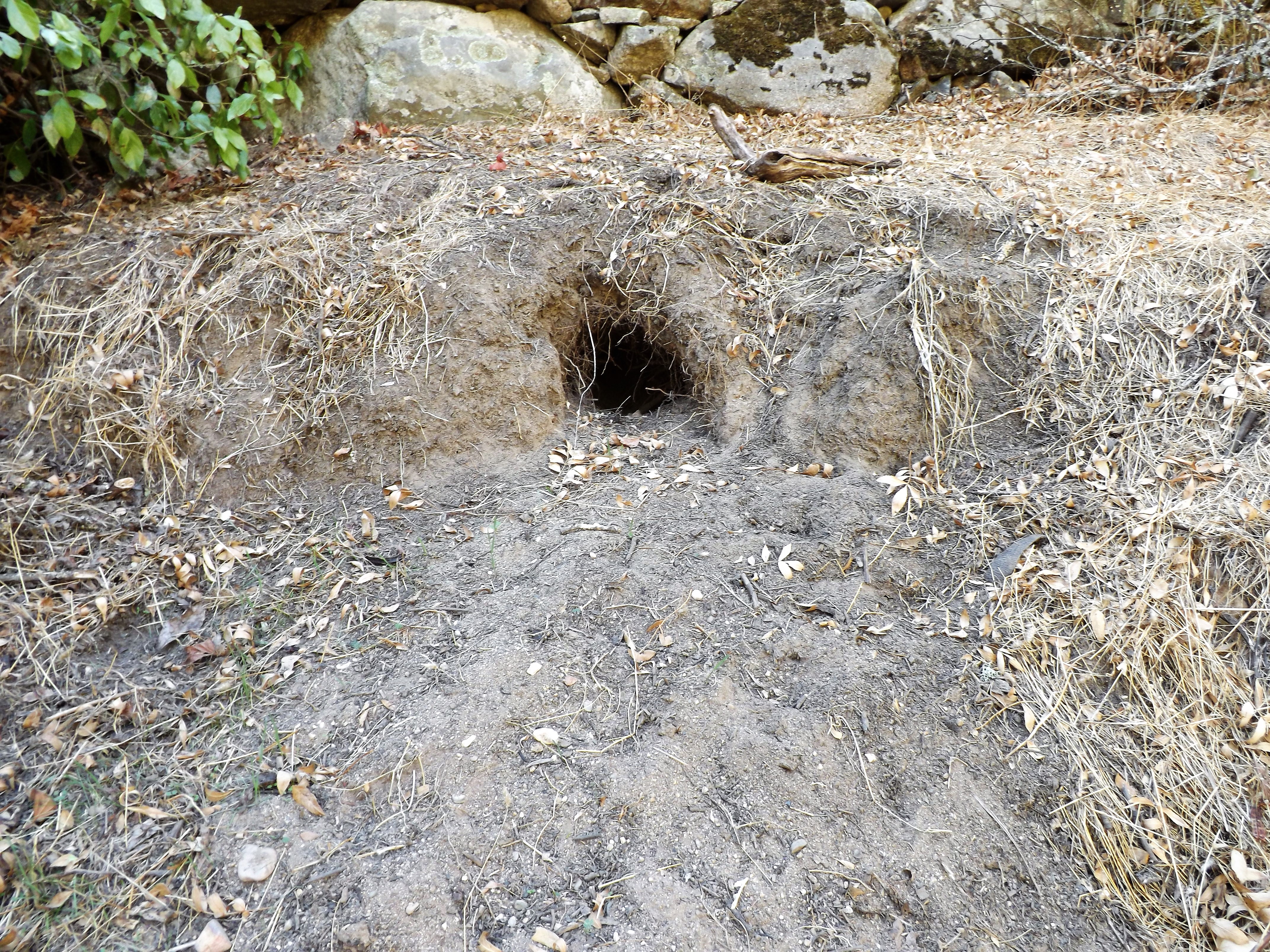 Na margem direita da ribeira reparo numa velha toca de lontra.