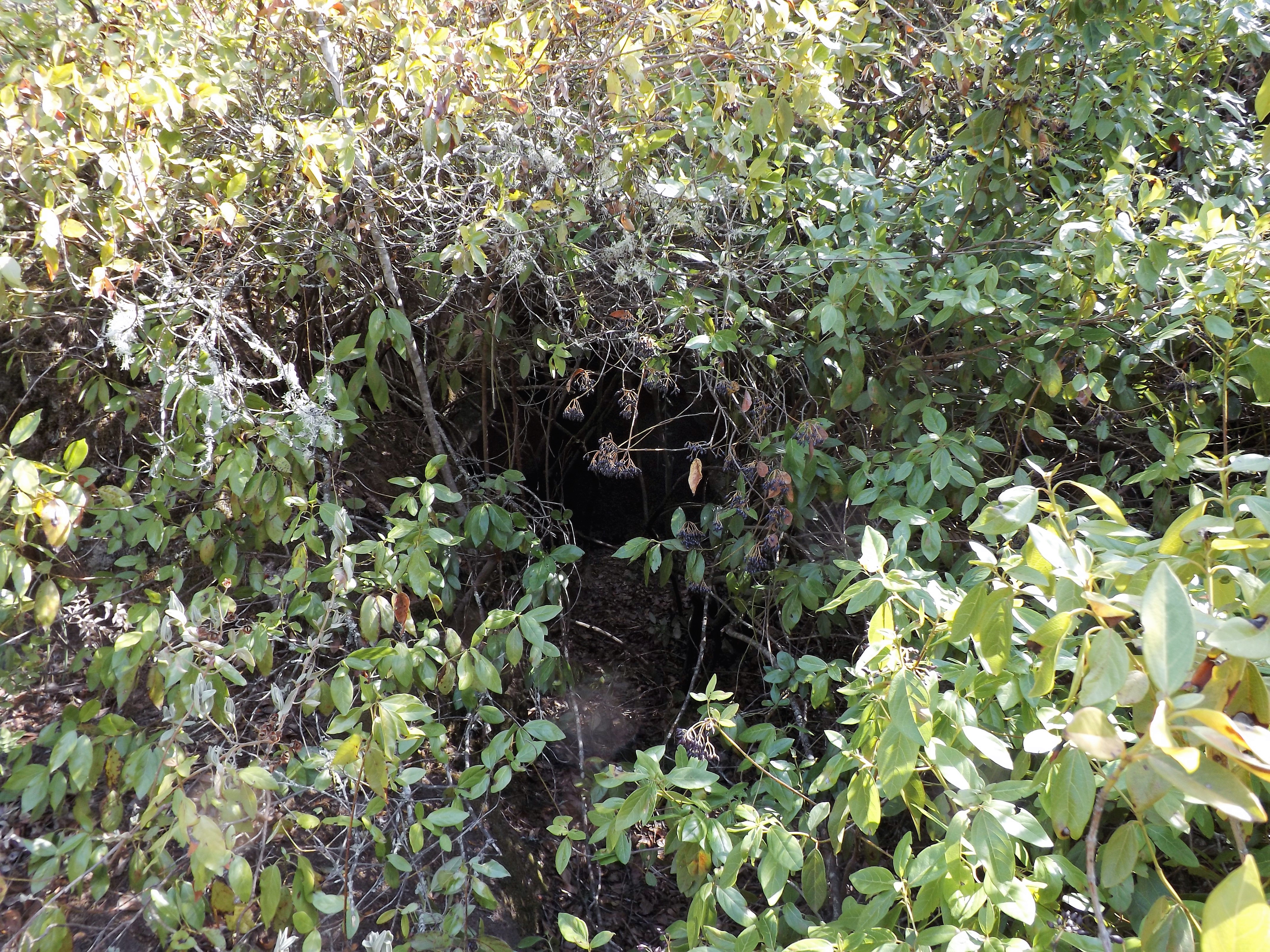 Por entre a vegetação algo escuro...