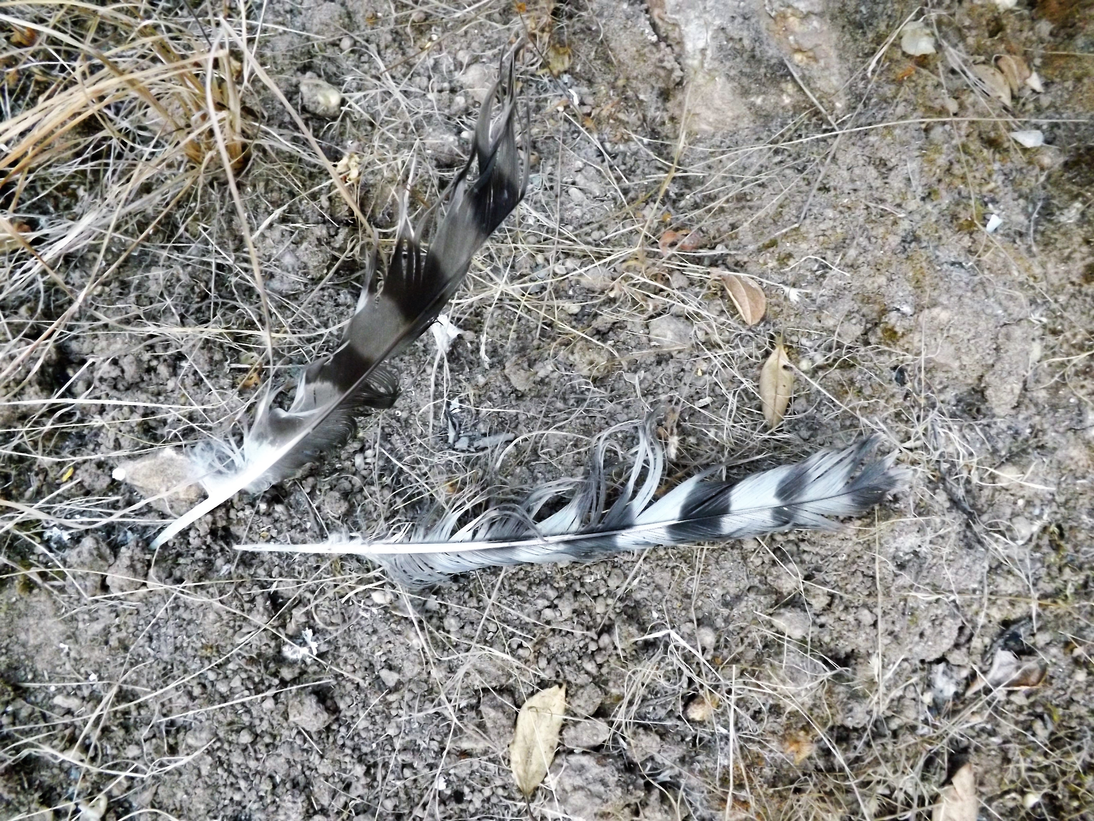 Vestígios de um gavião "Accipiter nisus", uma rapina com hábitos florestais.