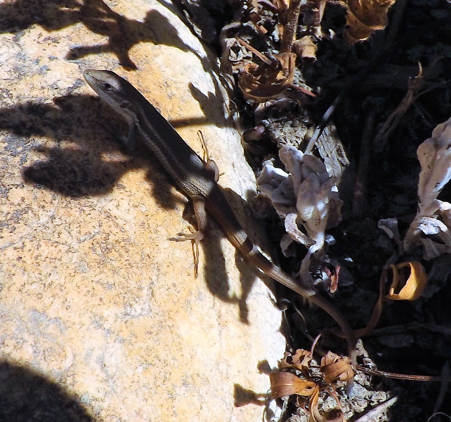 Por entre as pedras uma lagartixa-do-mato.