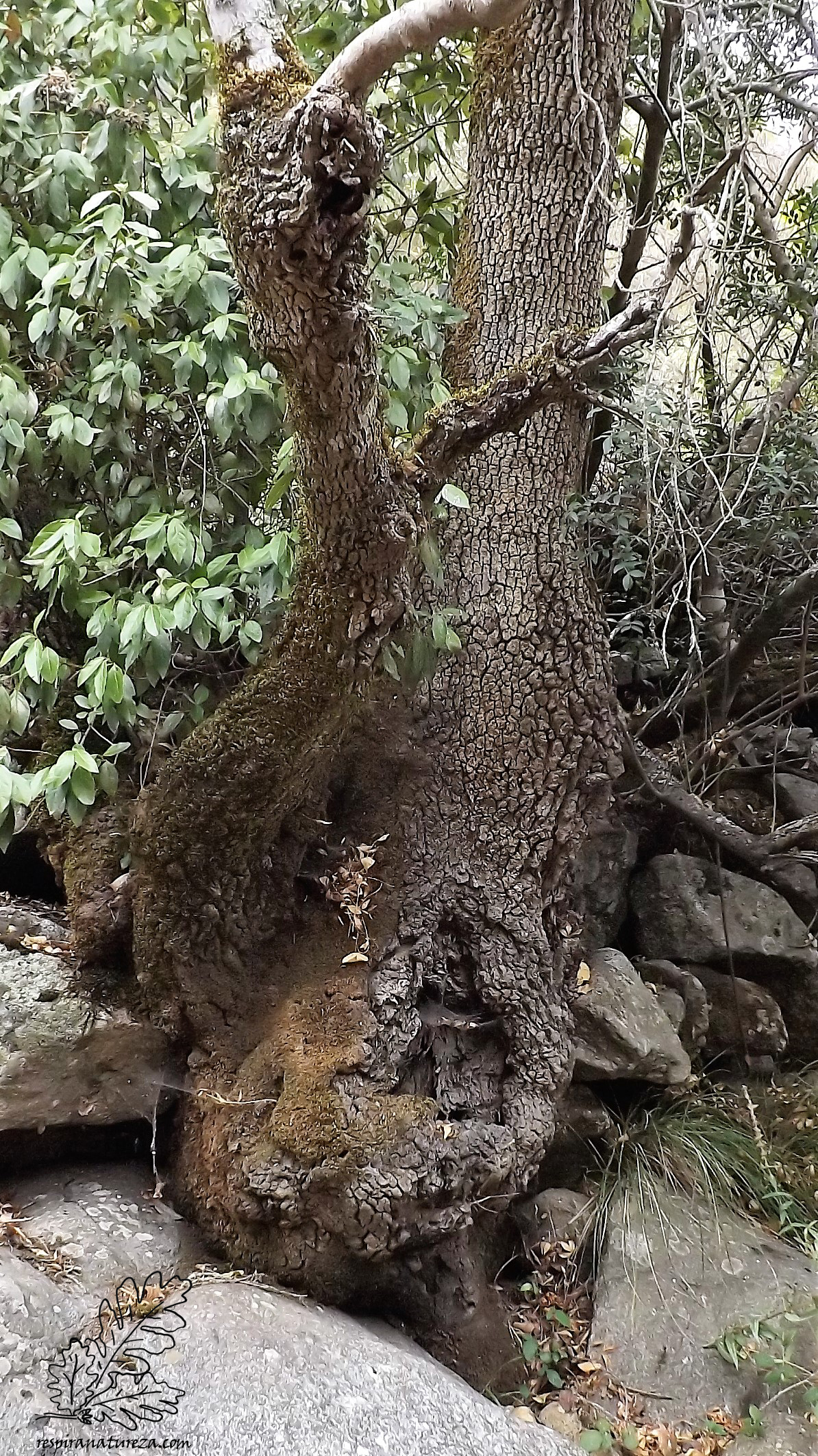 Bonito este tronco de um freixo.