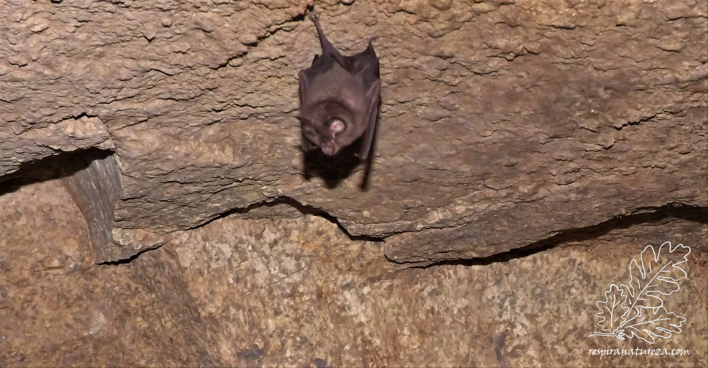 Estes morcegos dependem bastante das florestas autóctones onde o alimento abunda.