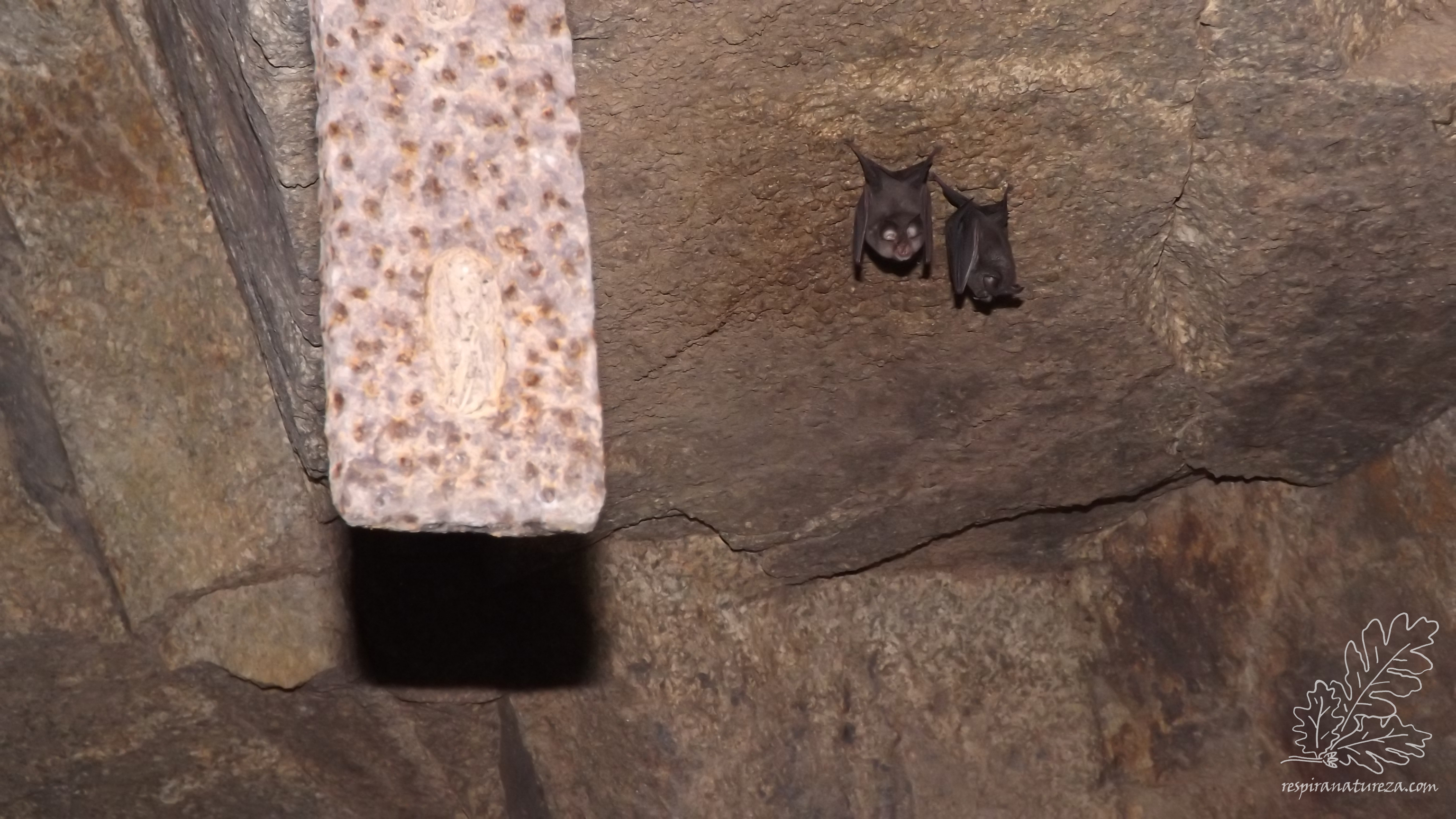 Dois morcegos-de-ferradura-grande "Rhinolophus ferrumequinum".