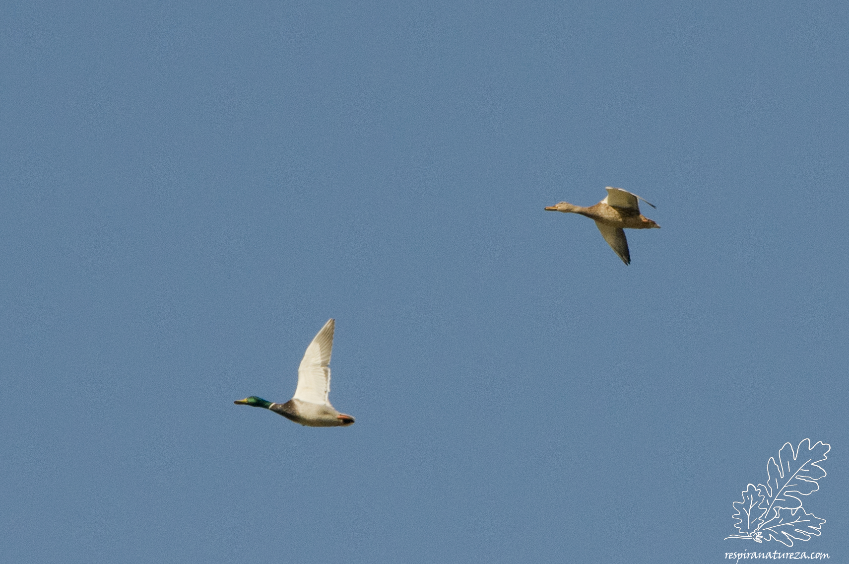 Um casal de pato real "Anas platyrhynchos" passam para sul.