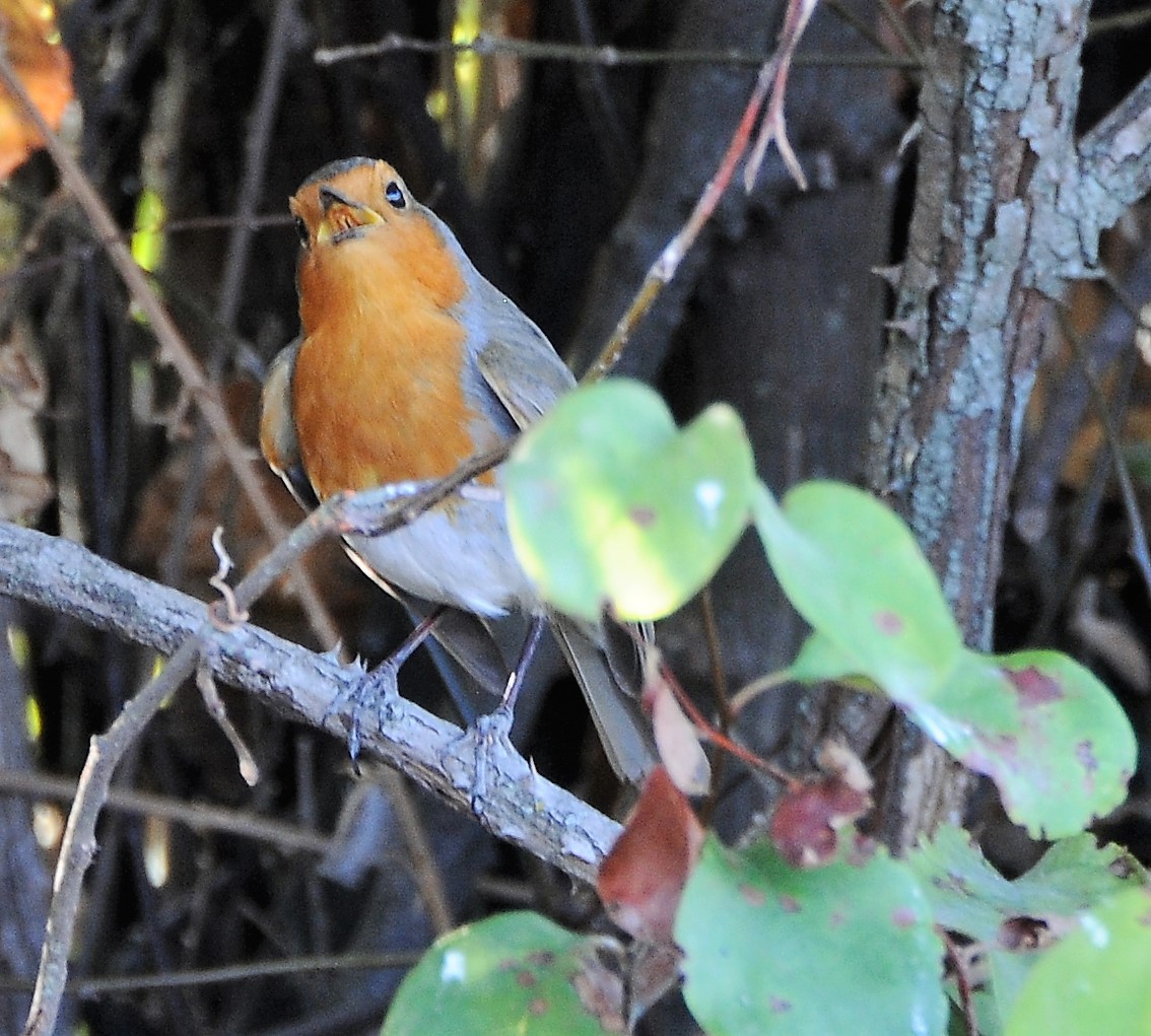 Considero esta pequena ave bastante simpática, curiosa, e excelente interprete, pois canta maravilhosamente bem.