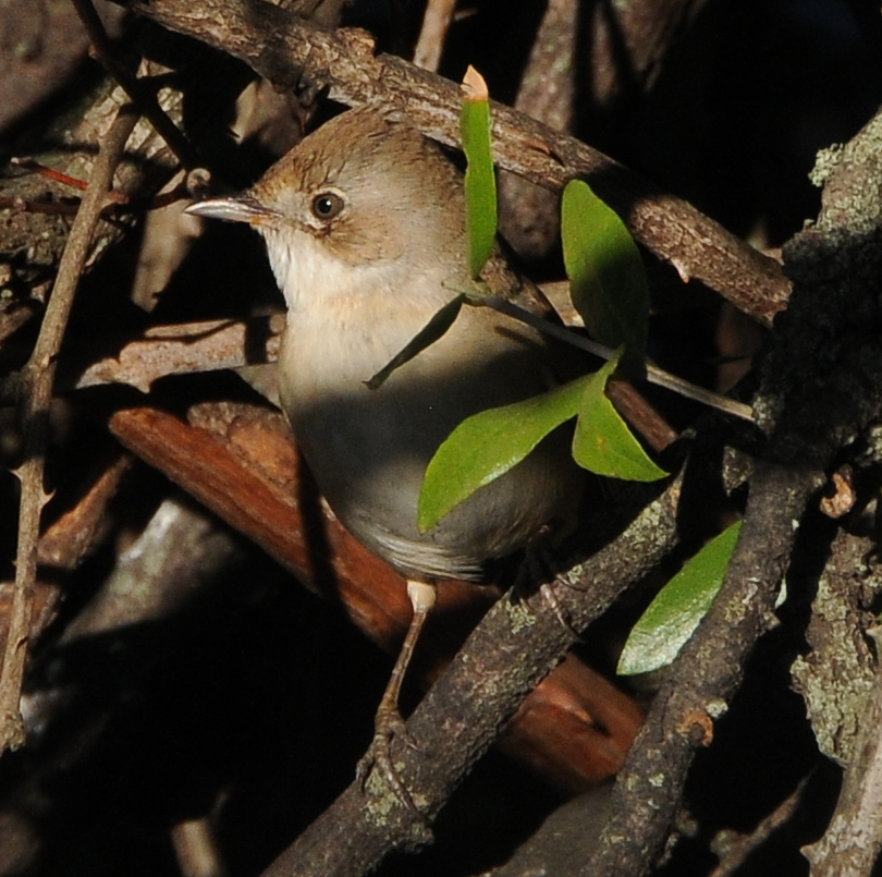 Papa-Amoras Sylvia communis juvenil.