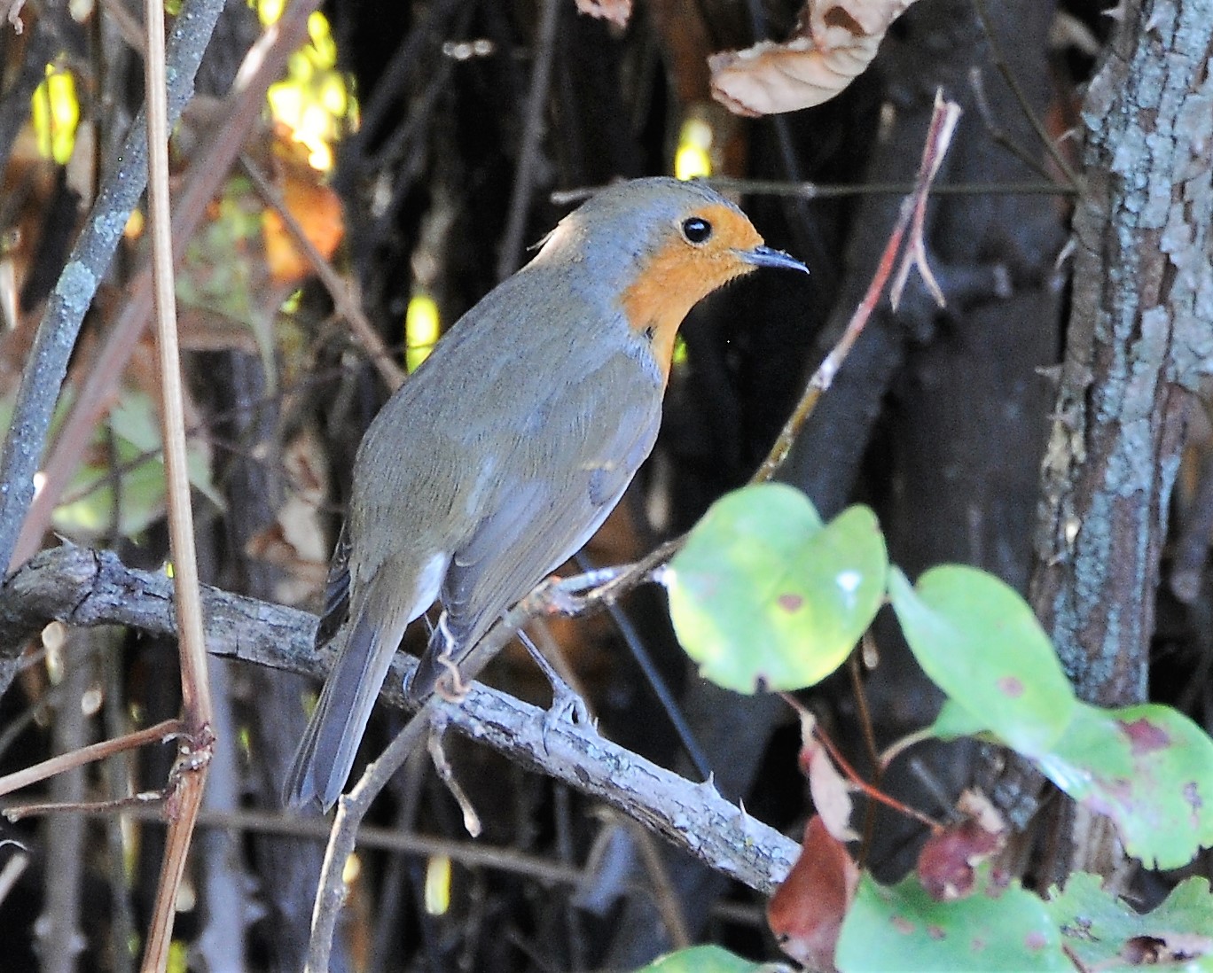 O Pisco embora esteja presente durante todo o ano no nosso território, recebe os indivíduos que habitam regiões mais frias do norte da Europa onde a espécie é estival, indivíduos esses que reforçam a nossa população de pisco-de-peito em Portugal.