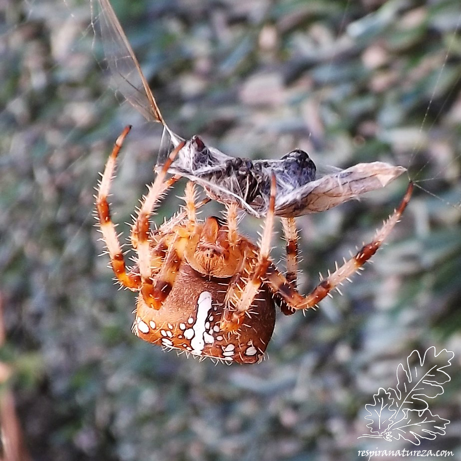 Aranha-de-cruz Araneus diadematus, aquele conjunto de manchas brancas no seu abdómen denunciam a forma de uma cruz, a sua principal característica.