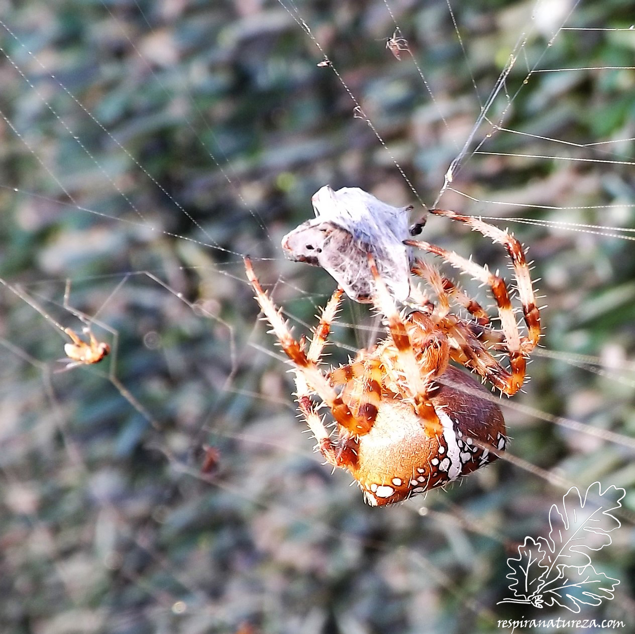 Uma ferroada e logo de seguida embalada...