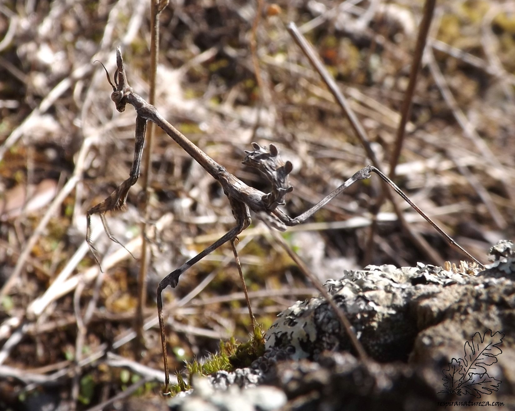 Apesar do aspecto, este pequeno ser é completamente inofensivo e um grande amigo do ser humano, já que mantém muitos outros insectos afastados das nossas hortas.