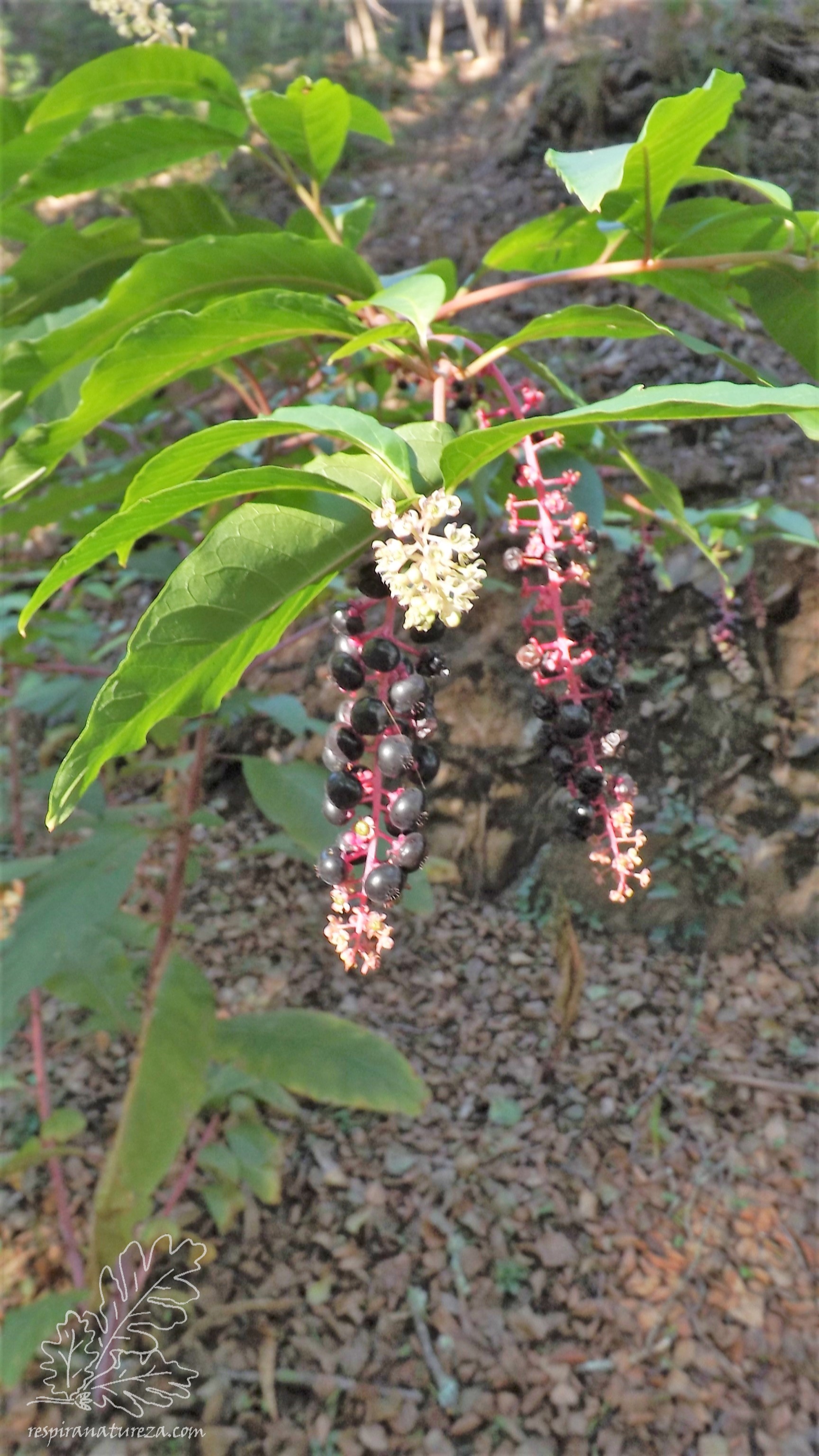 Uma tintureira originária das "américas" trazida para a Europa para ajudar a tingir tecidos, daí o nome tintureira "Phytolacca americana".