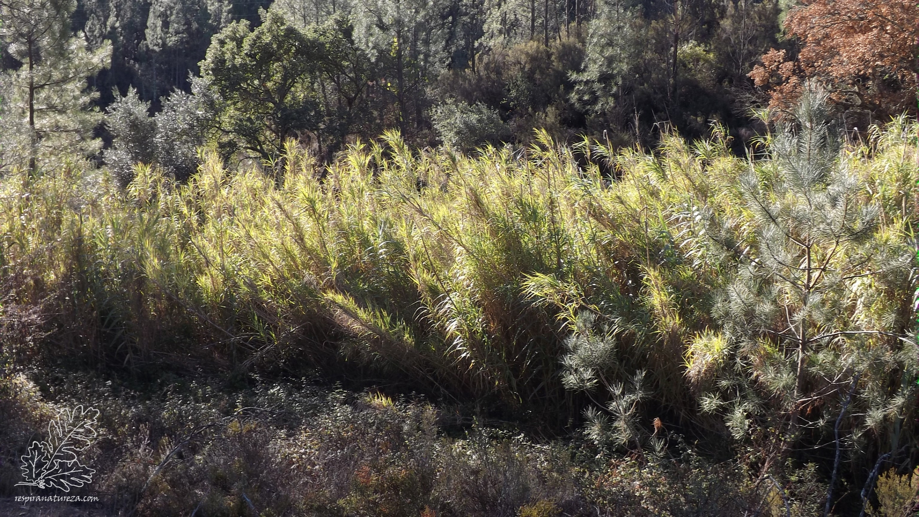 Canavial "Arundo donax"