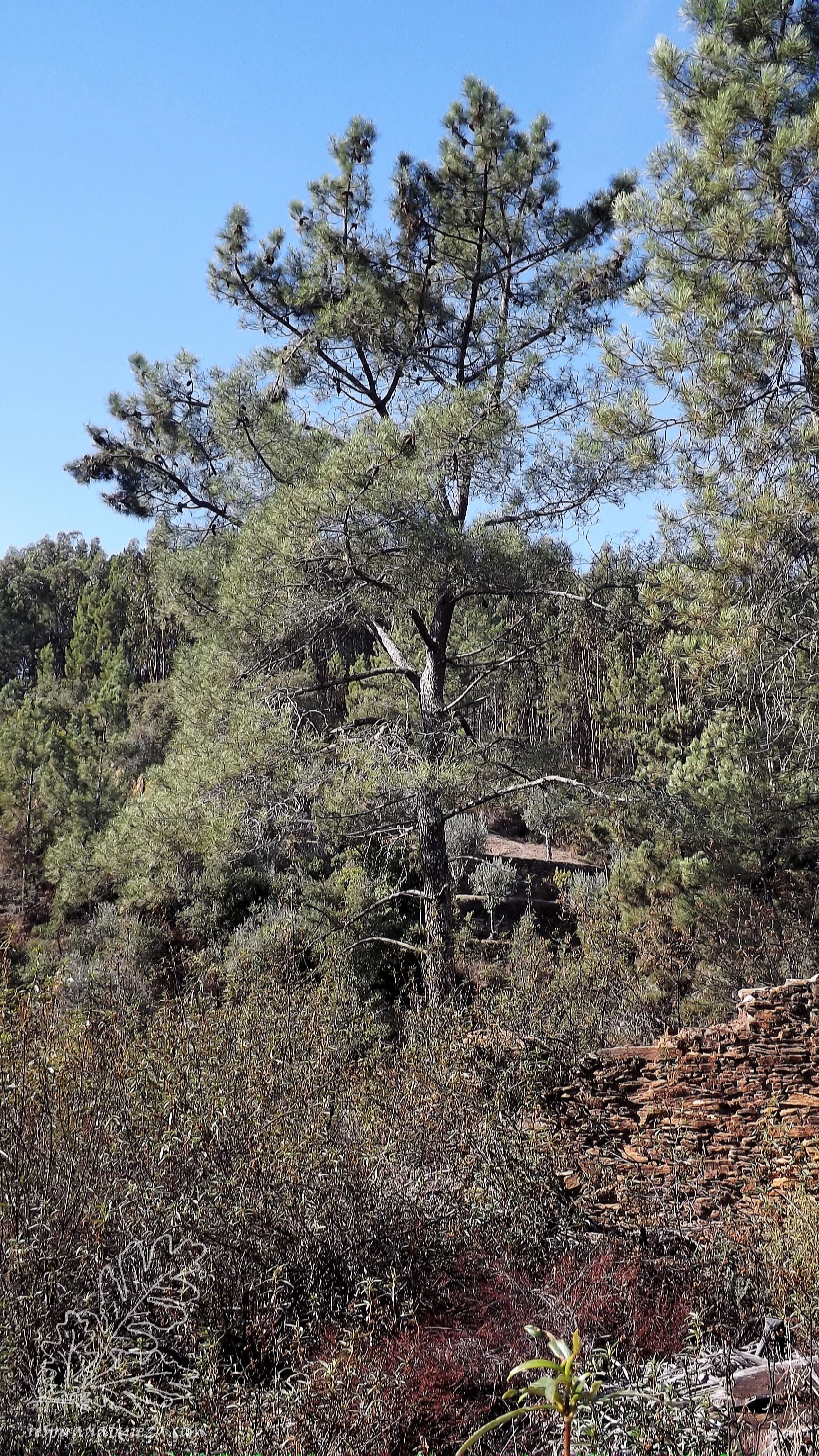 Uma pena, deste pinheiro saiu um pica-pau-verde, não fui a tempo de uma fotografia, ele foi mais rápido...