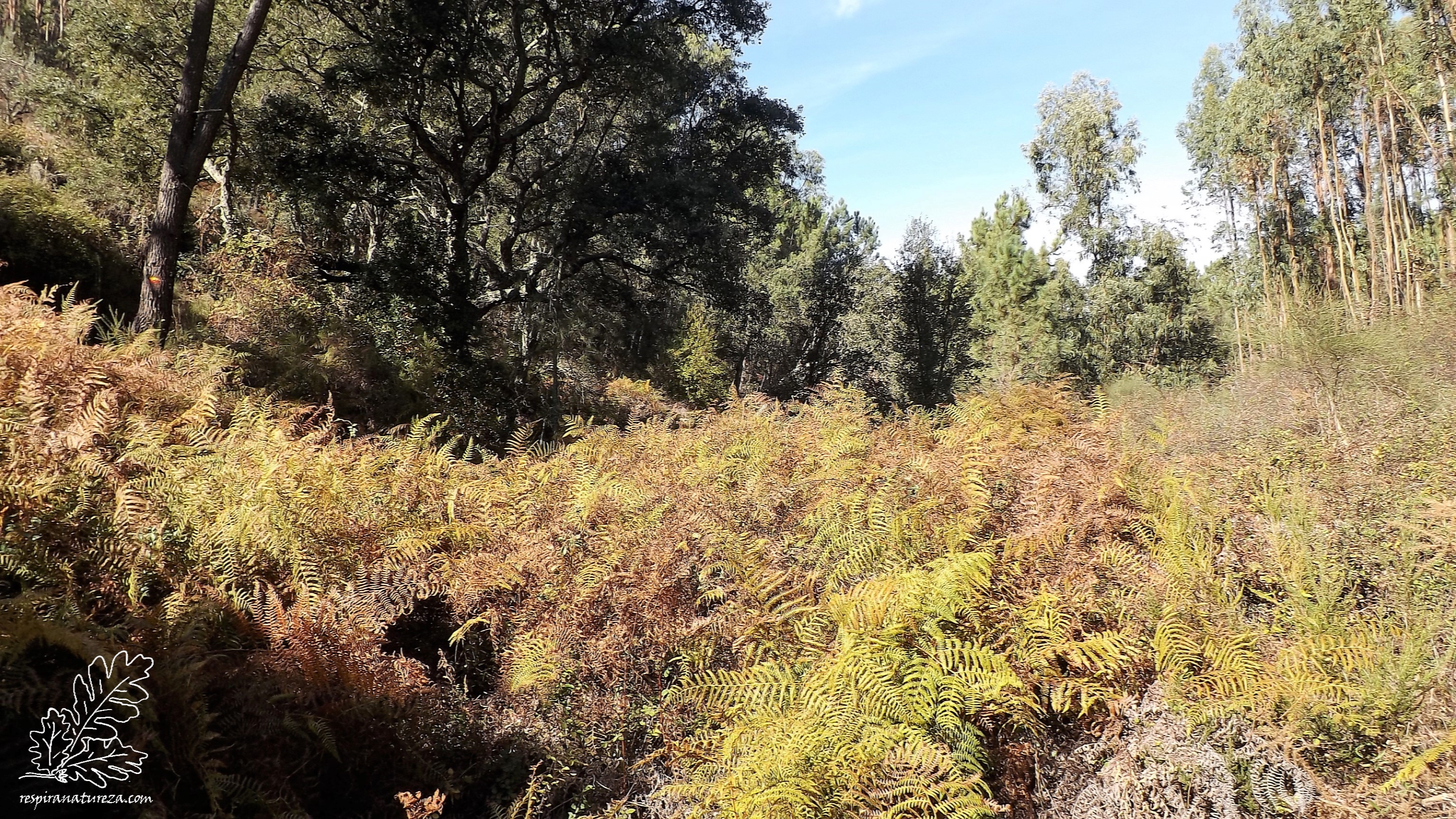 Com tantos fetos, só posso deduzir que esta terra deve ser mesmo fértil.
