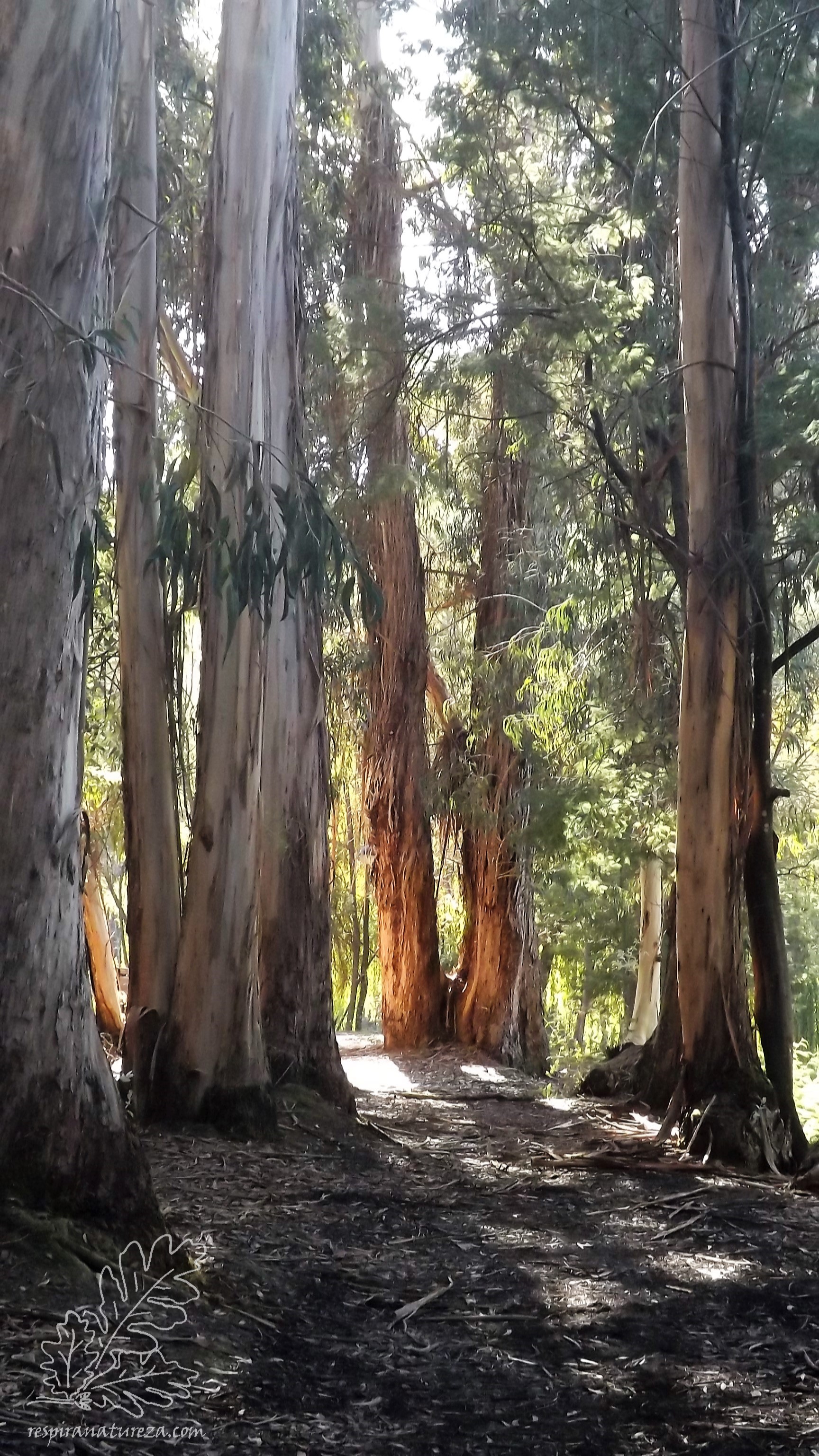 Aqui estes eucaliptos não são um problema pois apenas estão aqui para fazer parte da paisagem, já tem um enorme porte, e darão guarita a muitas aves.