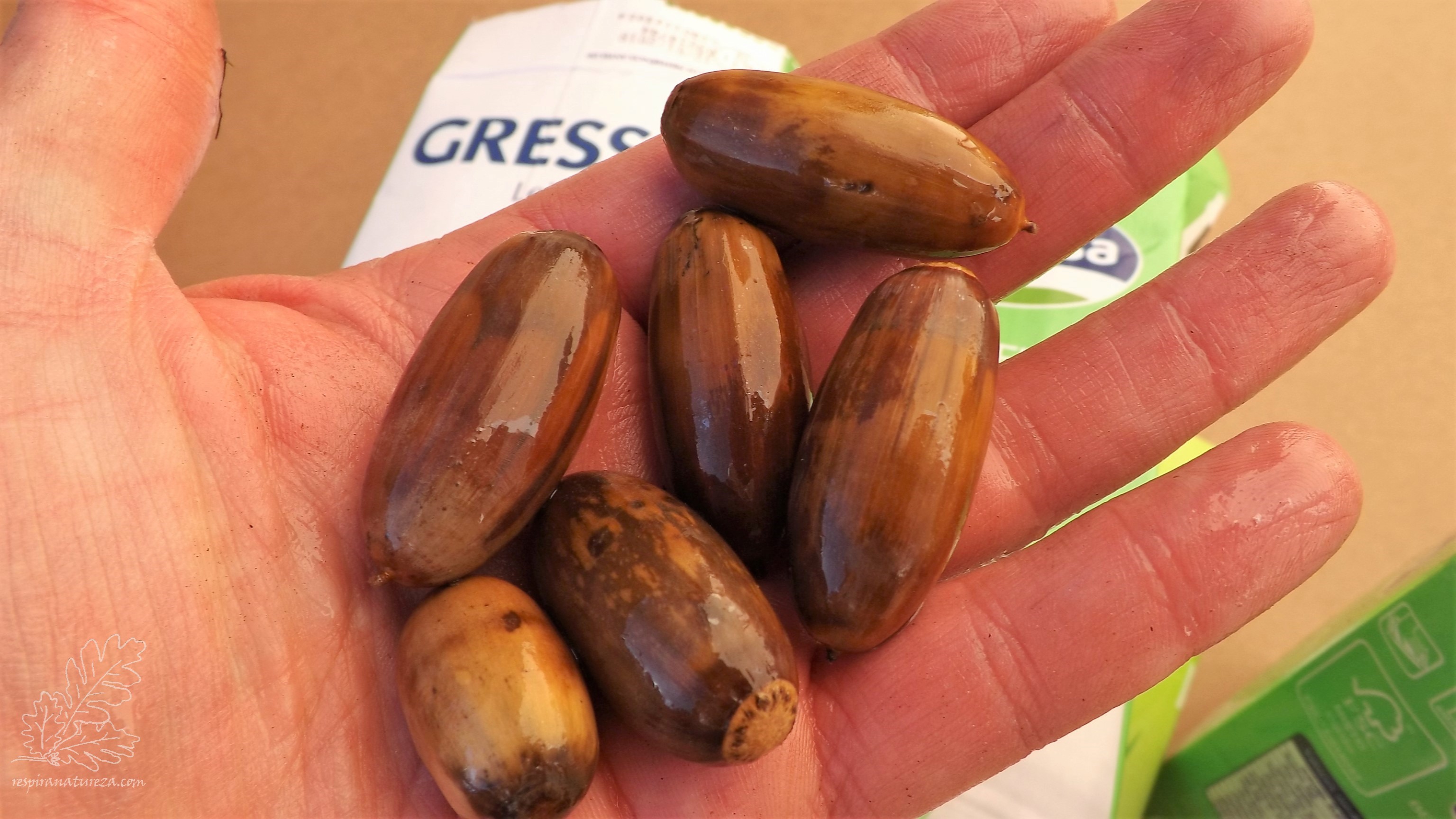 Bolotas de carvalho-negral.