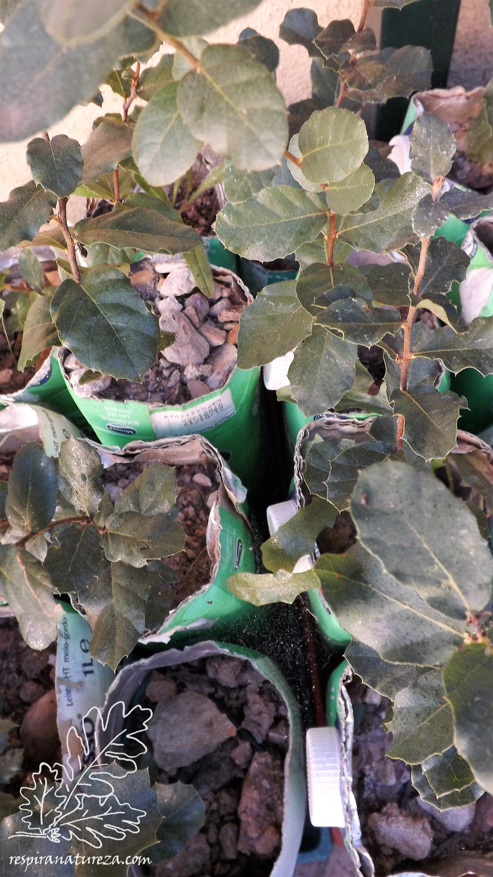 Sobreiros plantados no ano passado.