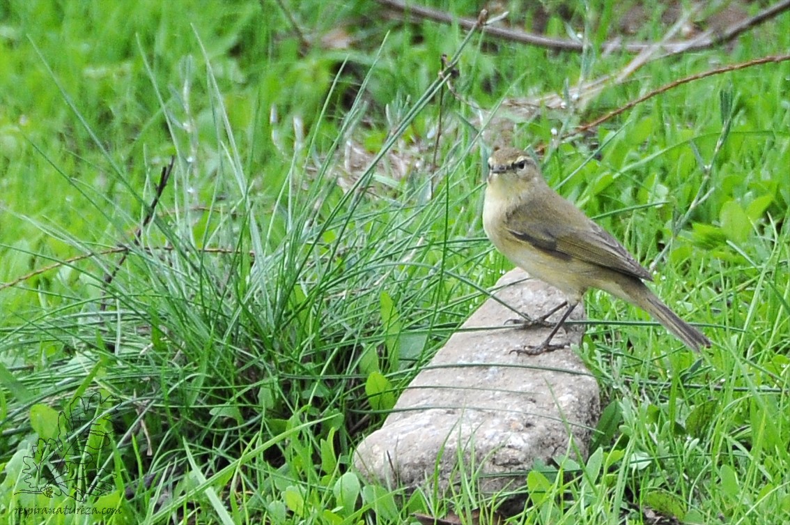 Phylloscopus collybita