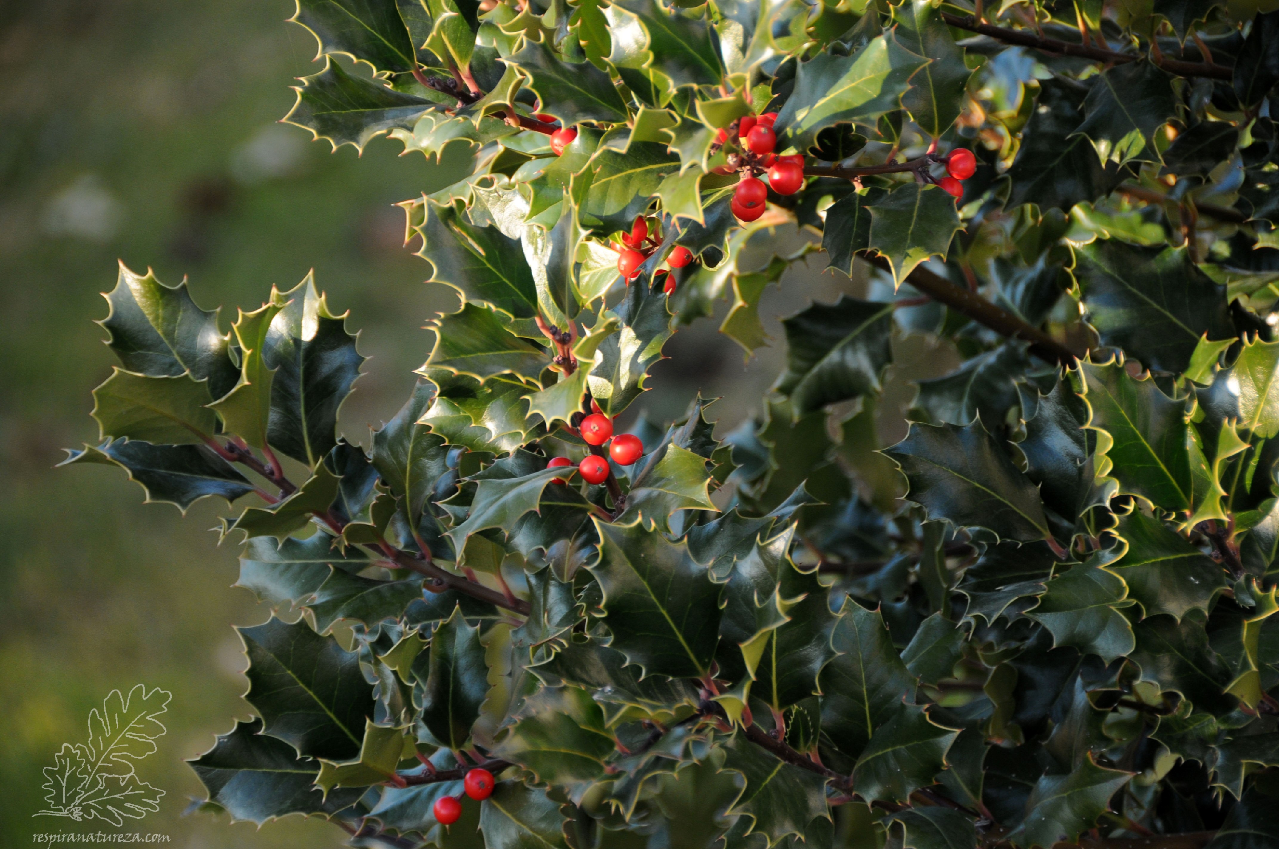 Ilex aquifolium