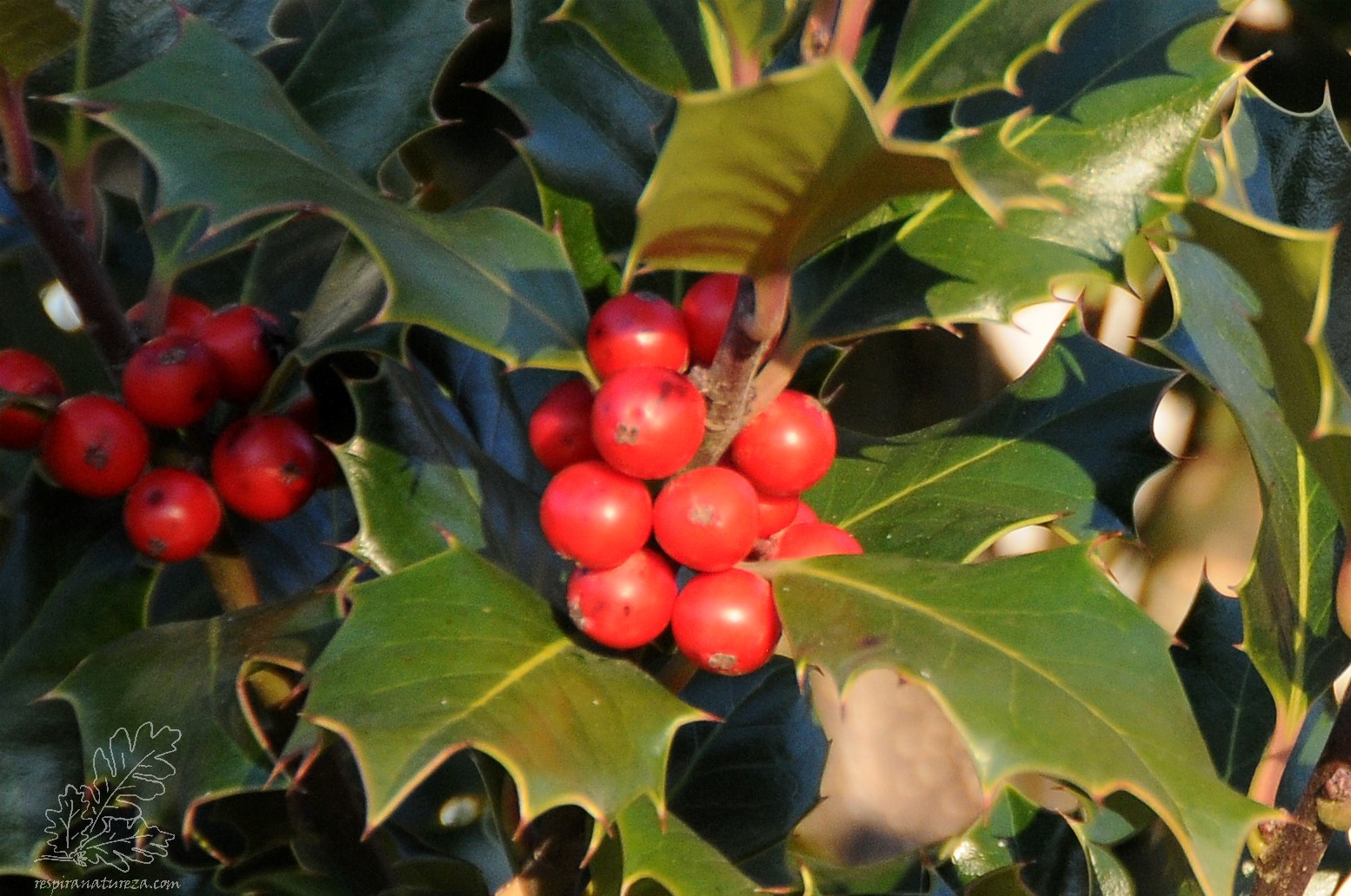 Para dar origem às bagas é necessária uma planta “feminina” e outra “masculina”.