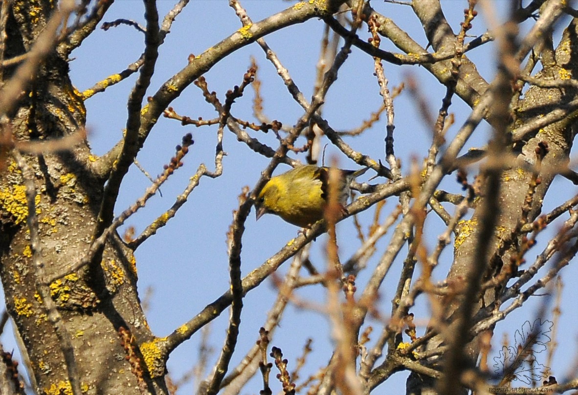O lugre (Spinus spinus ou Carduelis spinus), este fotografado creio que num salgueiro.