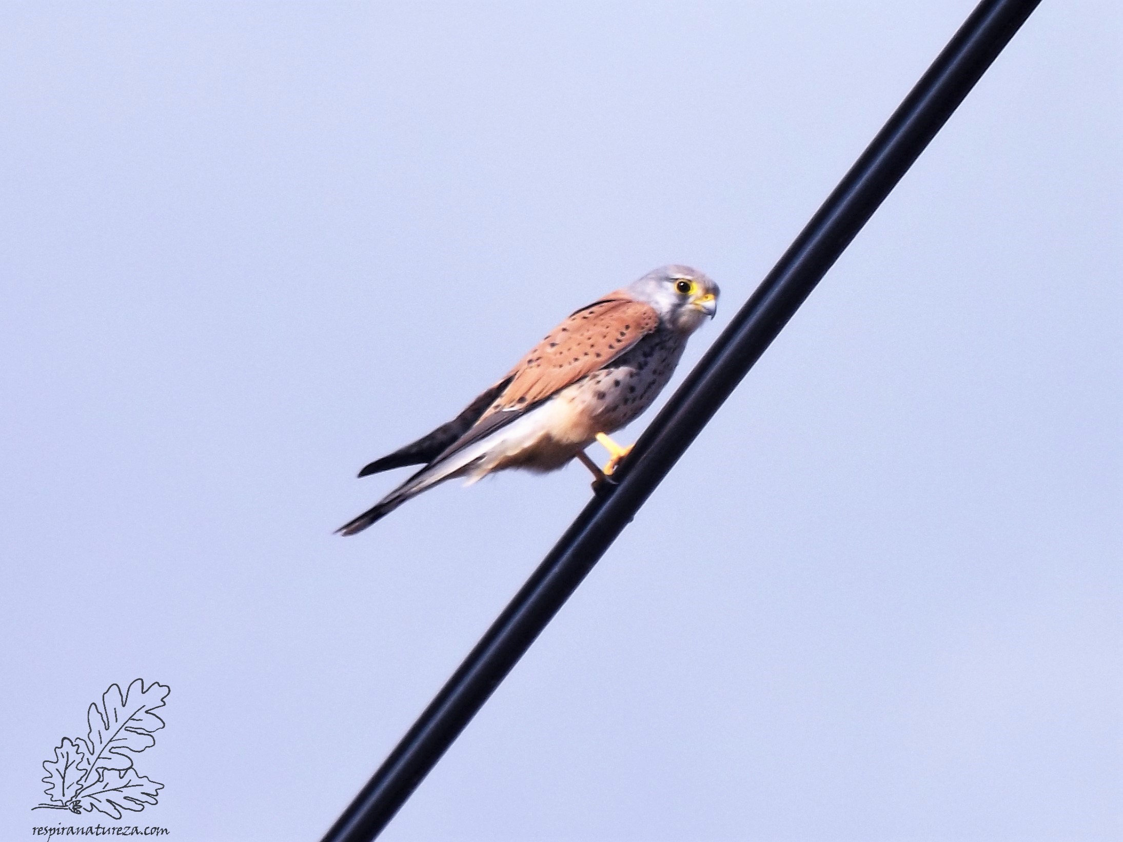 Aqui um macho, facilmente identificável pela nuca cinzenta.