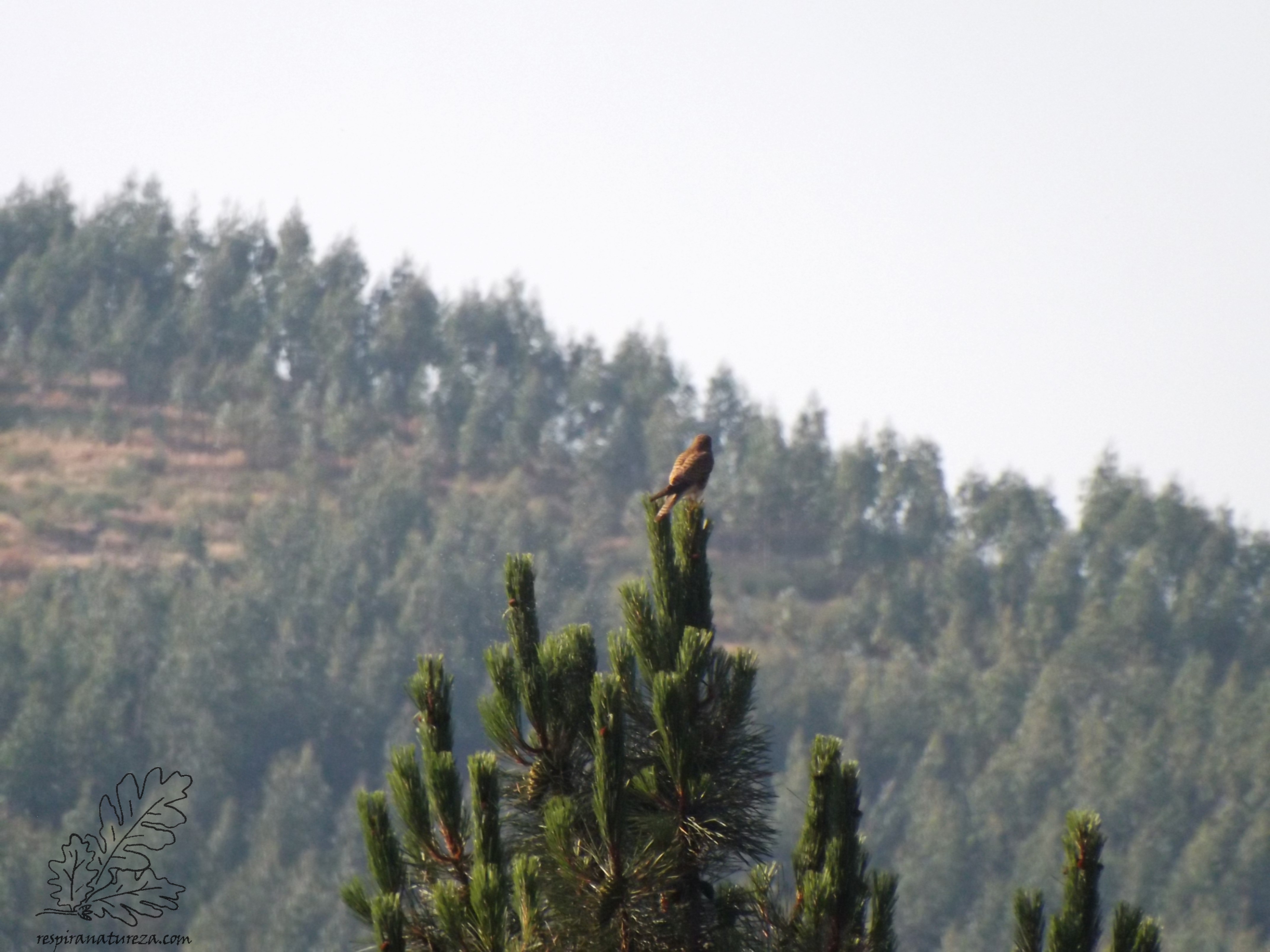 Lá ao longe num pinheiro uma fêmea observa a paisagem.
