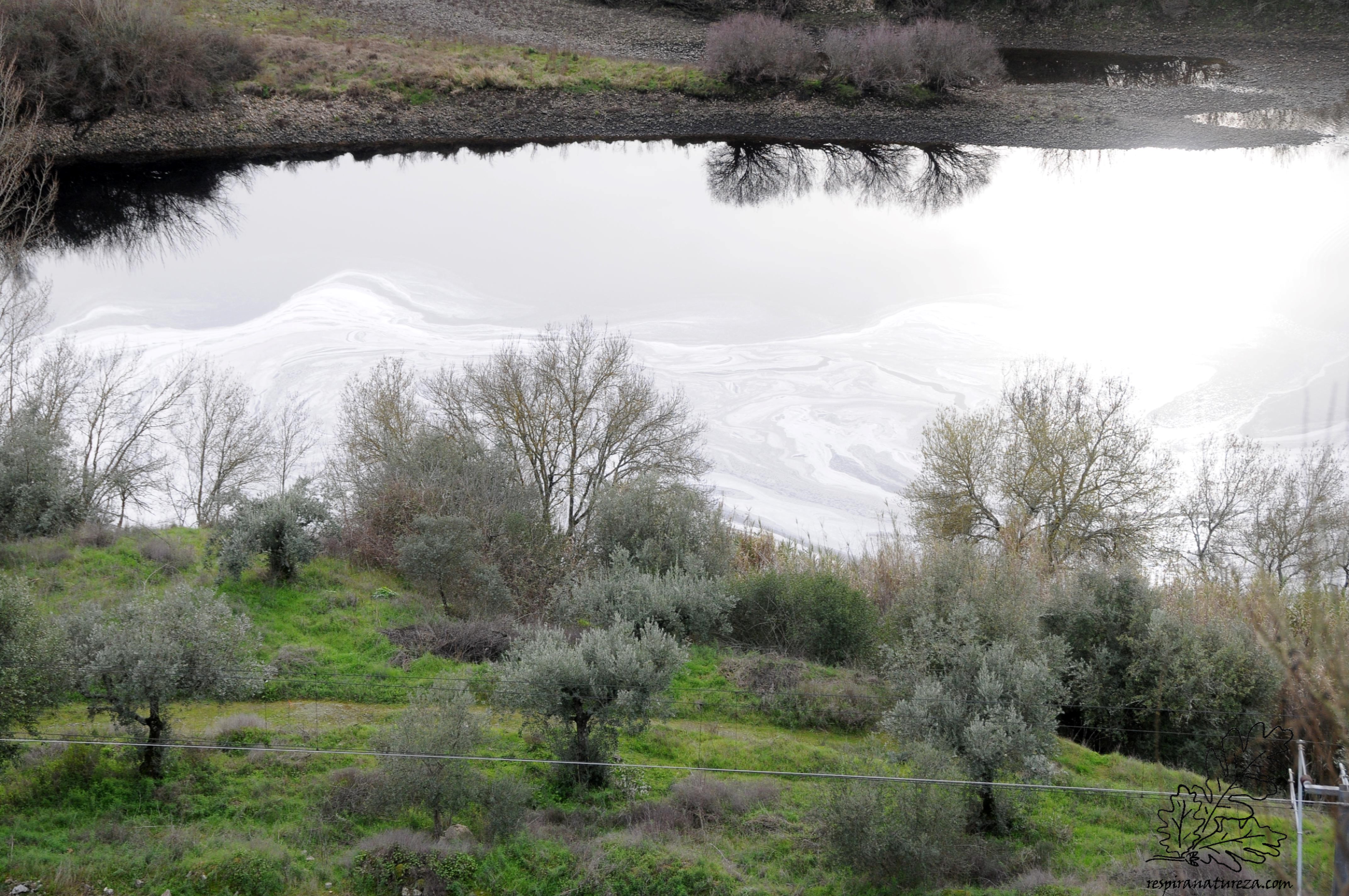 Hoje pela tarde, decidi dar uma volta junto ao rio Tejo, na esperança de encontrar um rio menos poluído, no entanto para meu desencanto depressa reparei num manto branco, não era neve pois essa a cair só na Serra da Estrela.