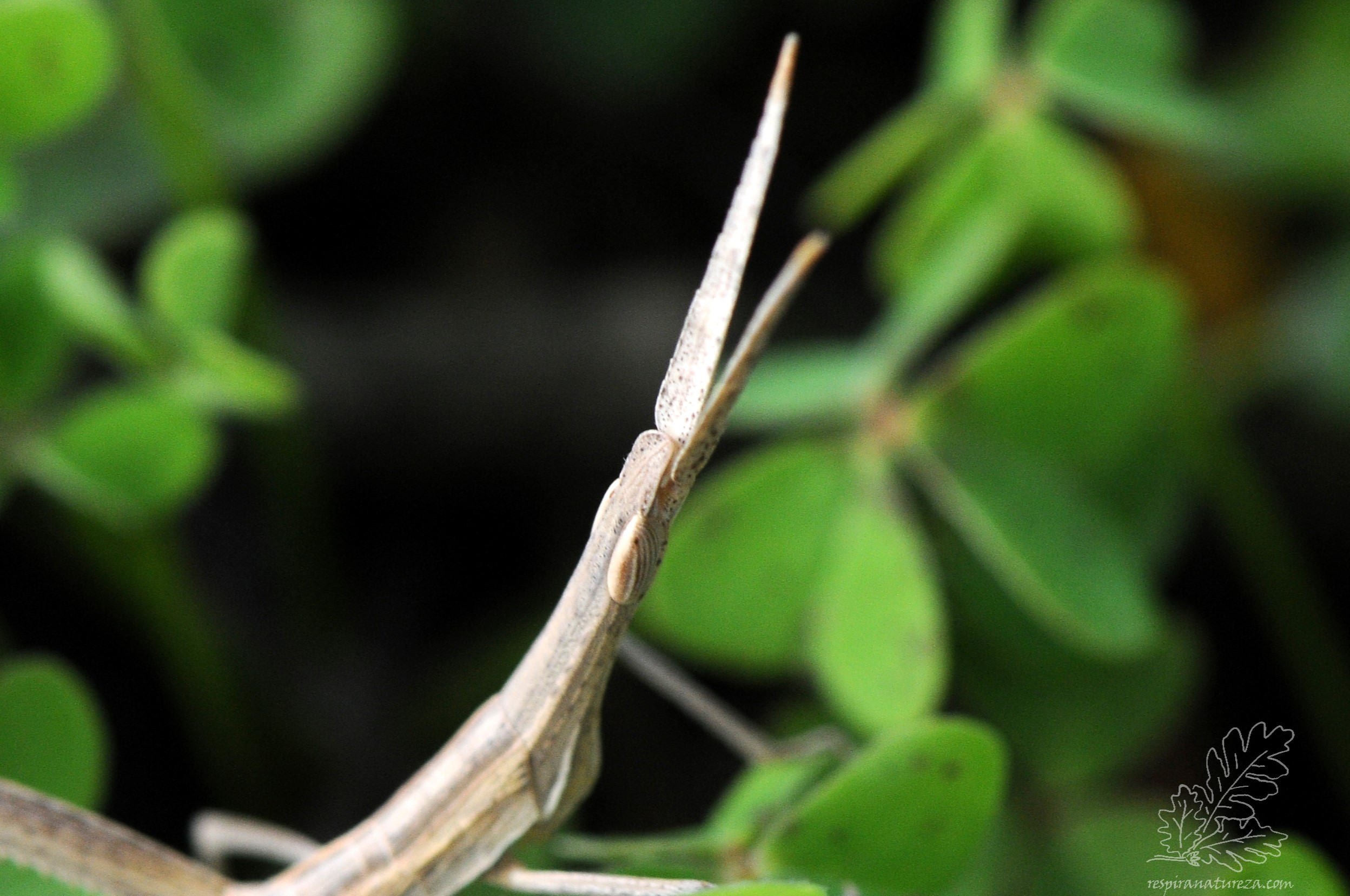 Gafanhoto-narigudo Truxalis nasuta.