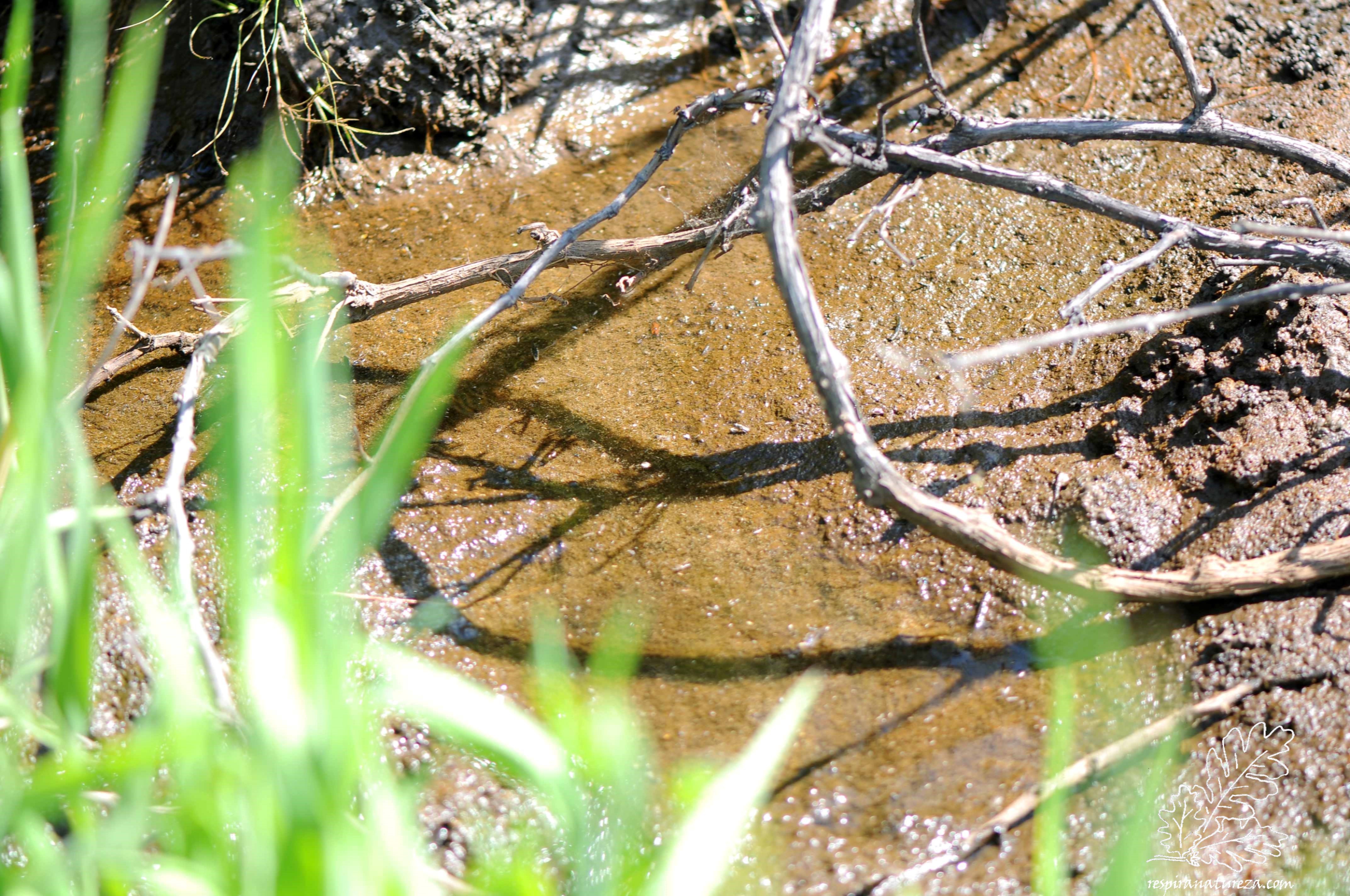 Com pouca água, larvas de vários anfíbios arriscavam-se a morrer...
