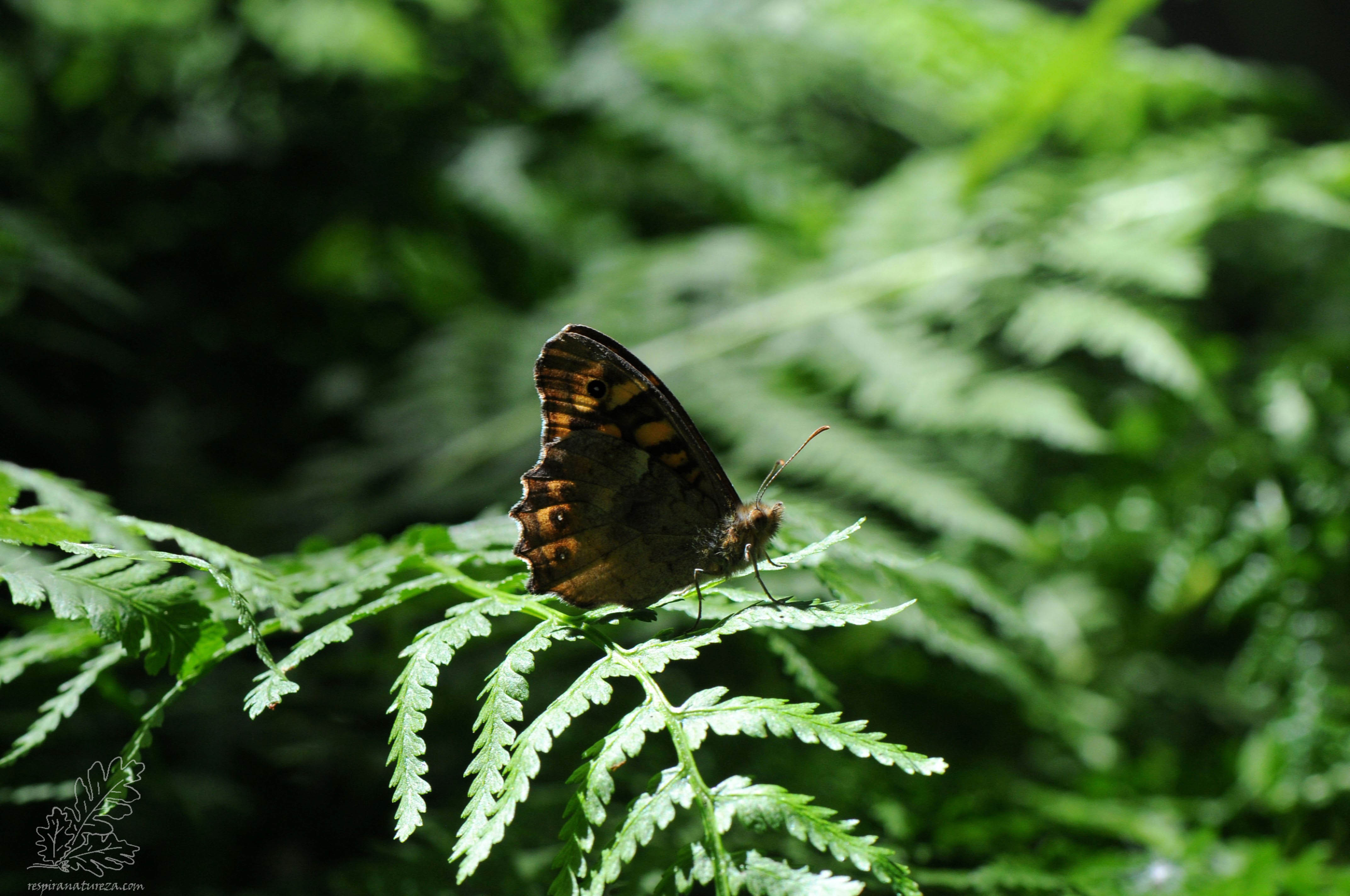 Borboleta malhadinha "Pararge aegeria"
