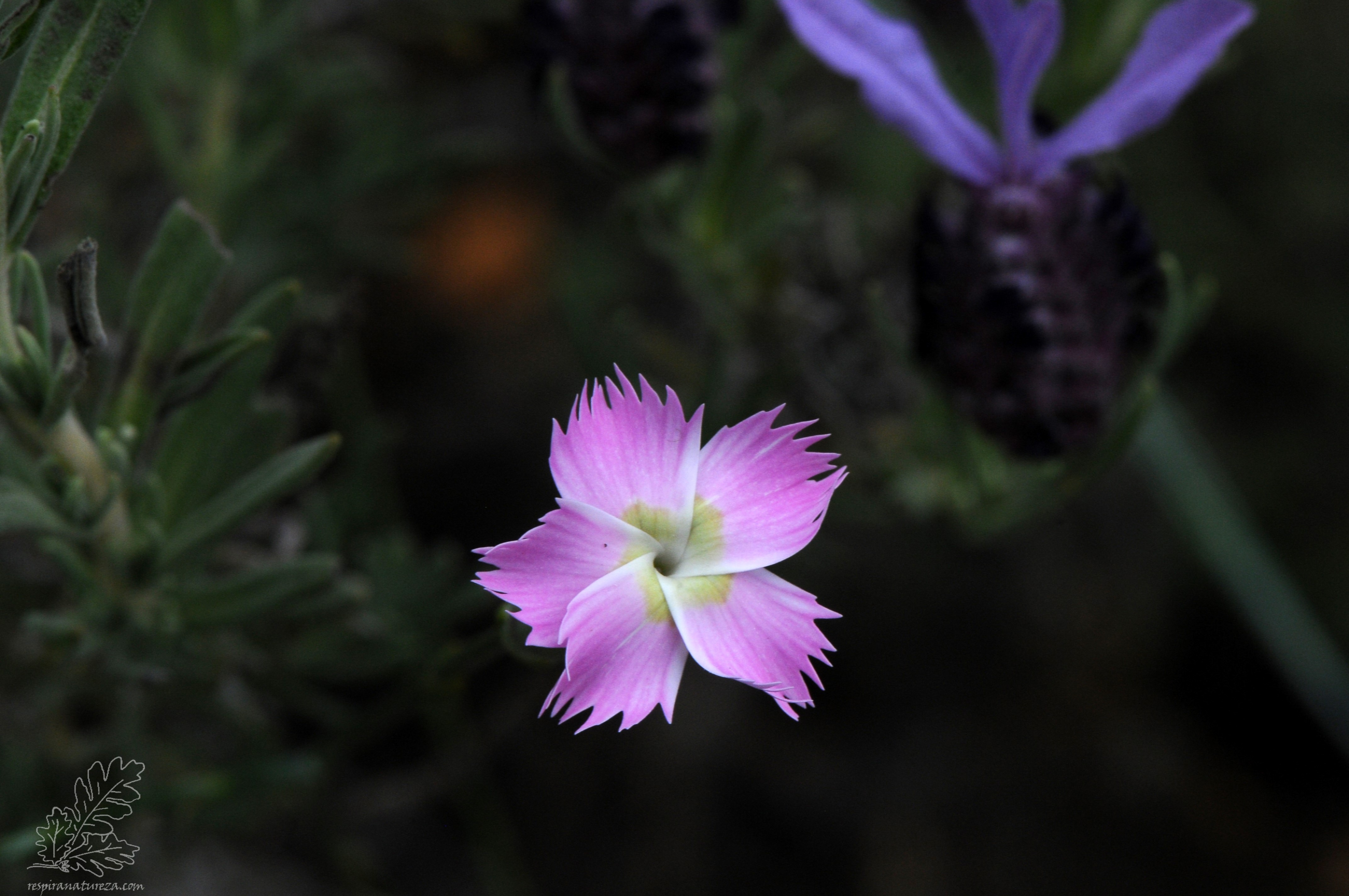 Cravinas-bravas "Dianthus lusitanus"