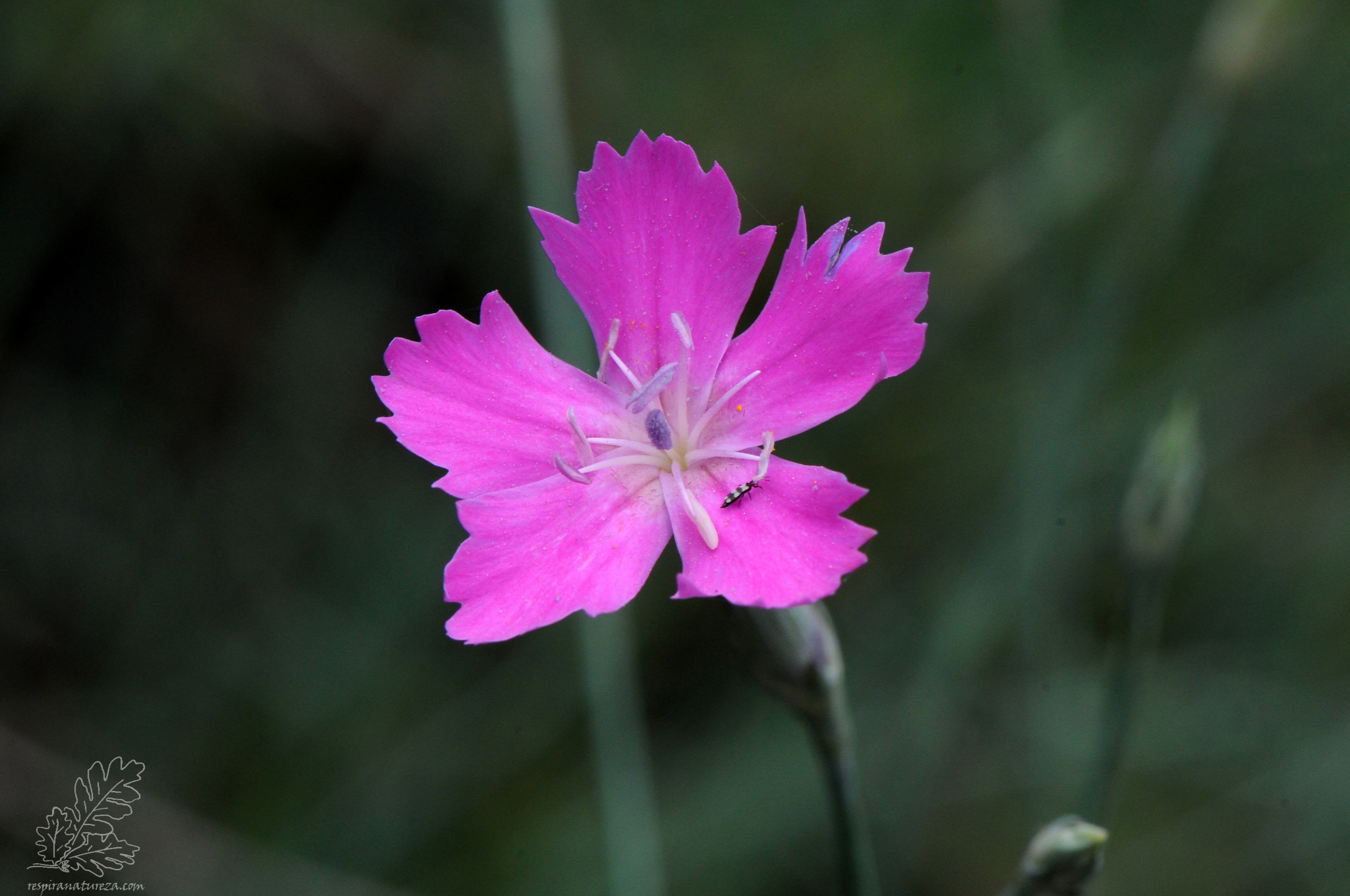 Cravinas-bravas "Dianthus lusitanus"