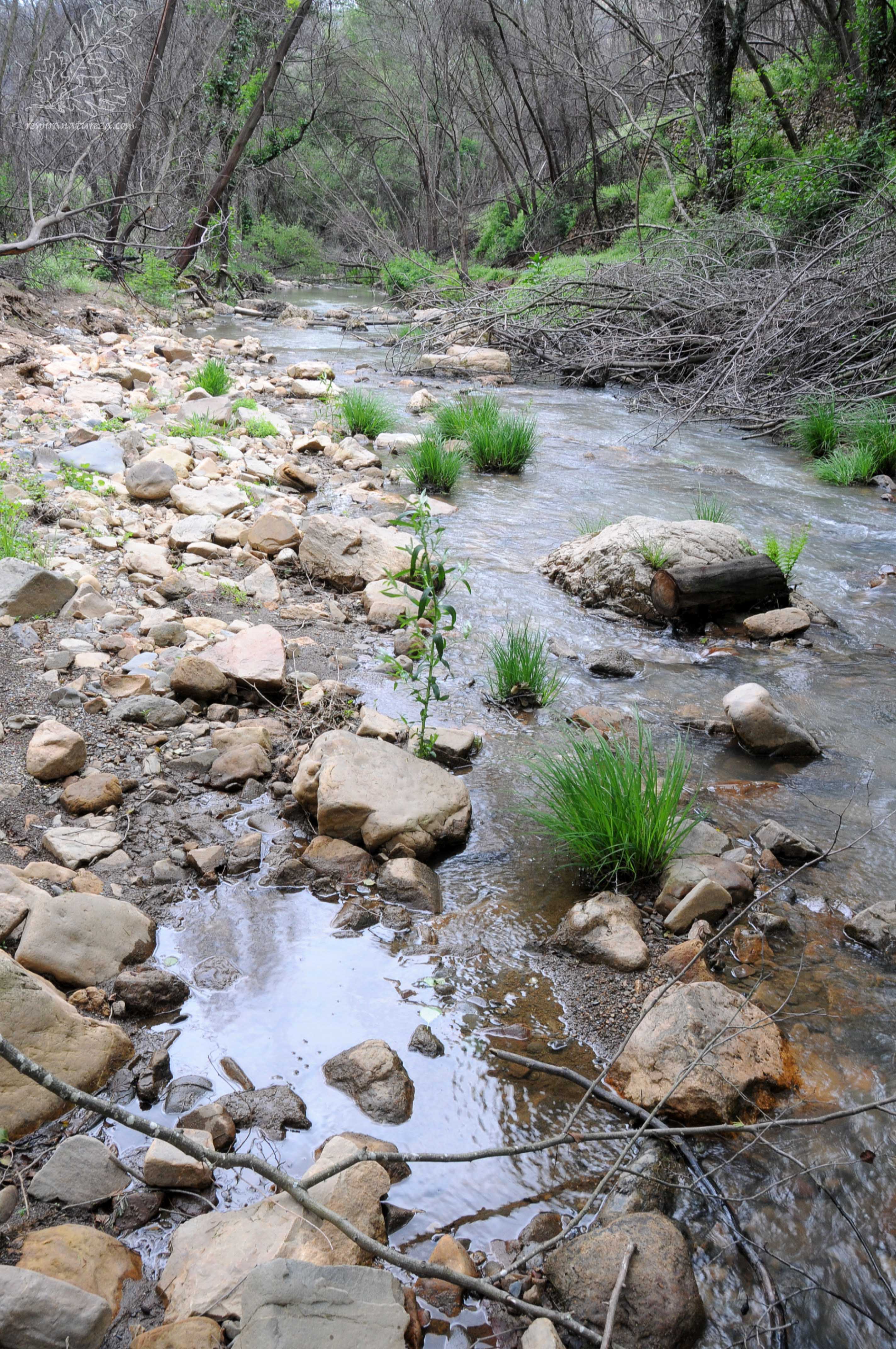 Em zonas como esta onde as acácias proliferam o fogo dizimou tudo.