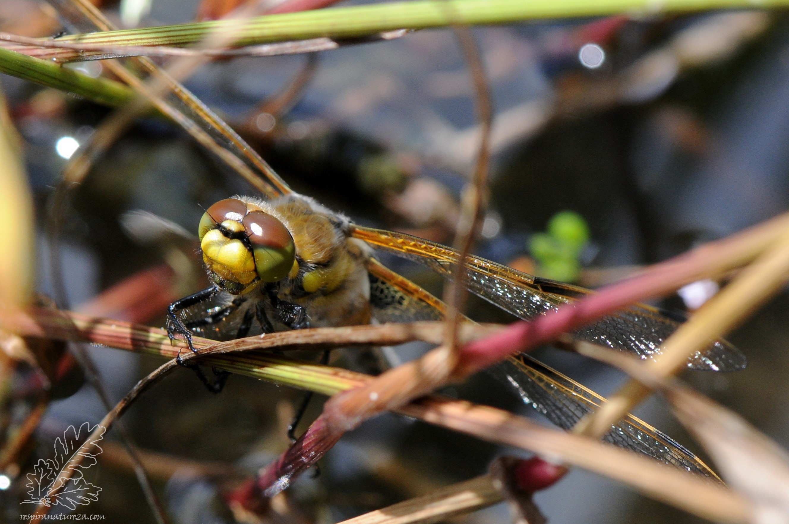 Acabada de sair da exúvia.