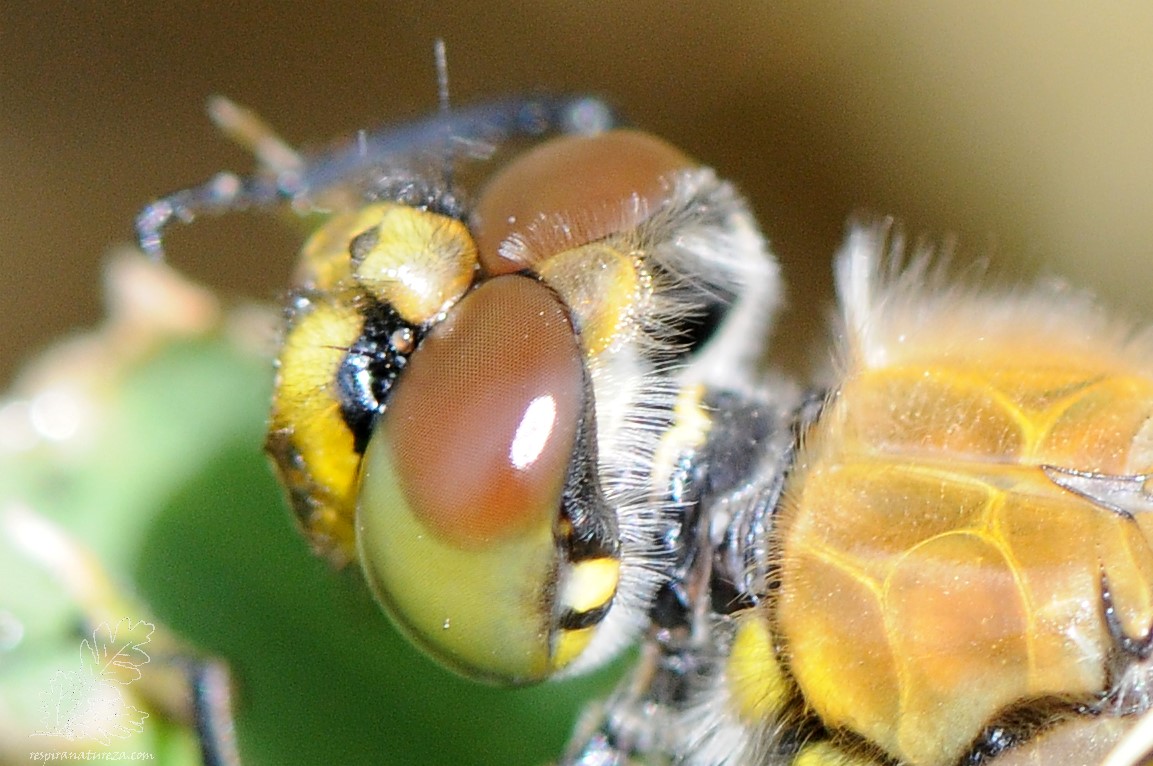 Libellula quadrimaculata