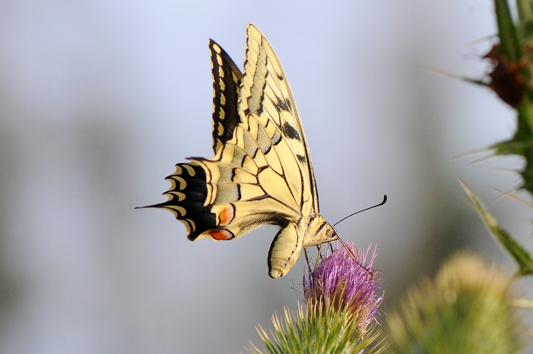 Borboleta-cauda-de-andorinha Papilio machaon