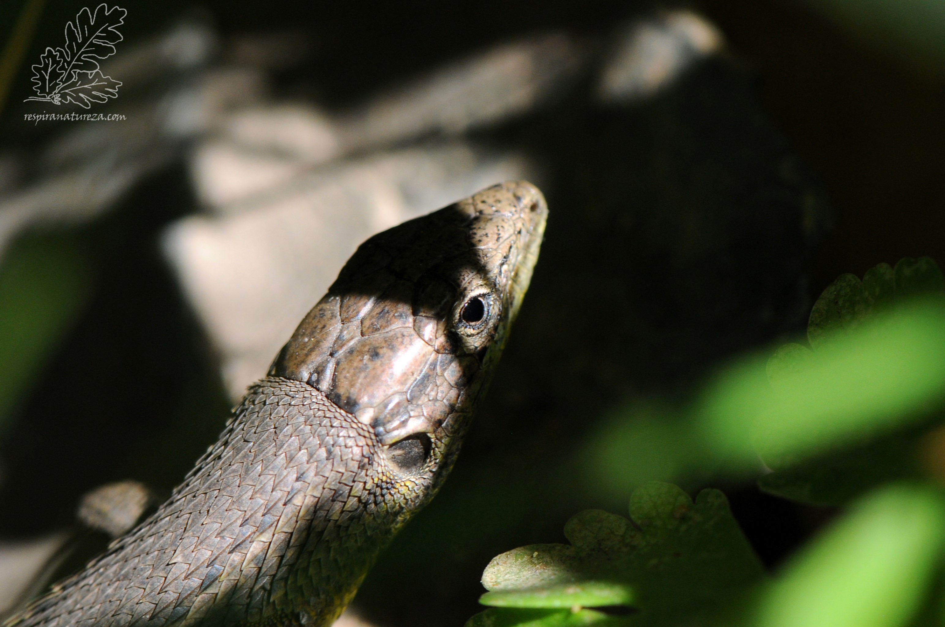 Lagartixa-do-mato "Psammodromus algirus"