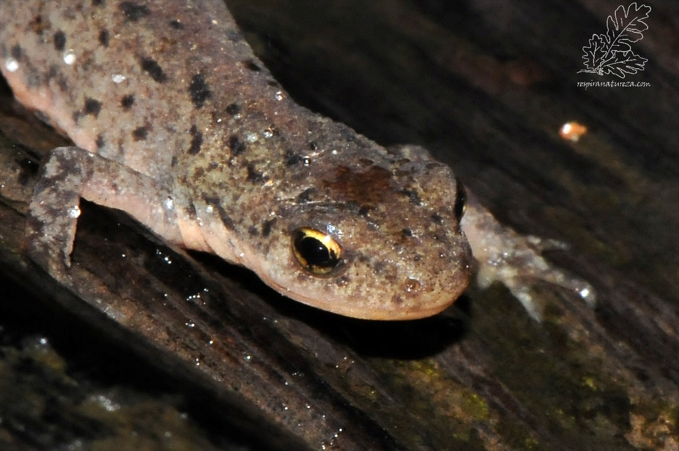 Lissotriton boscai (Lataste, 1879)