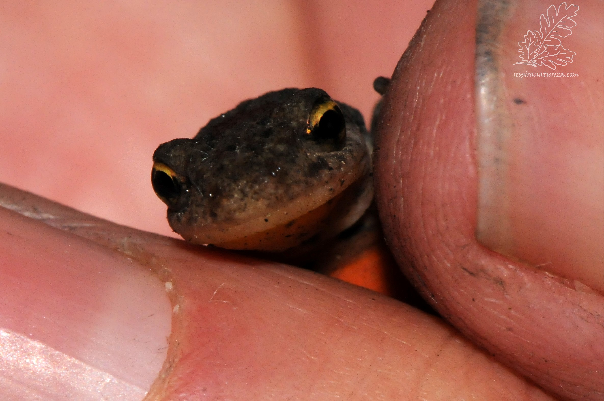 Lissotriton boscai (Lataste, 1879)