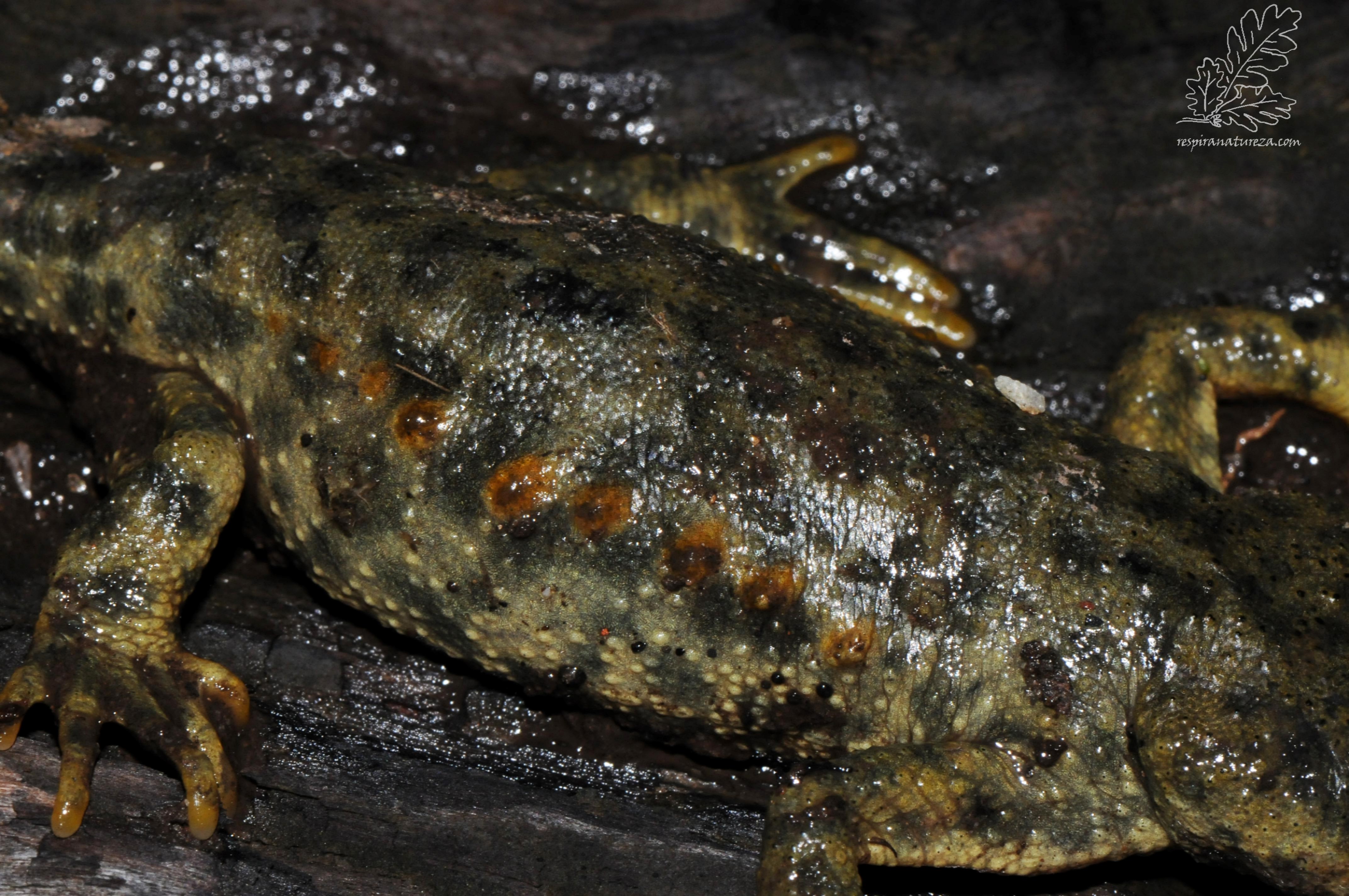 Salamandra-de-costelas-salientes