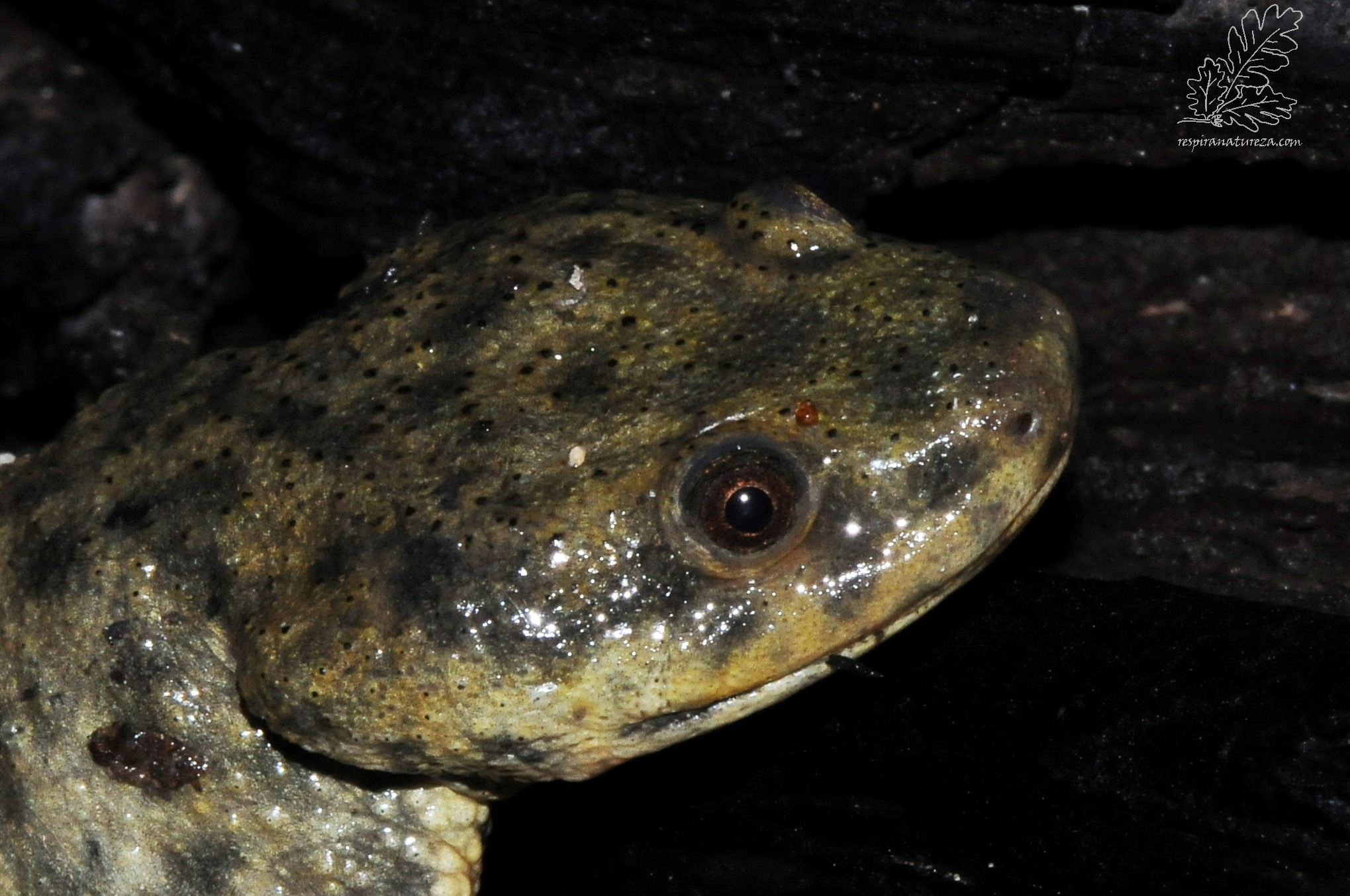 Salamandra-de-costelas-salientes