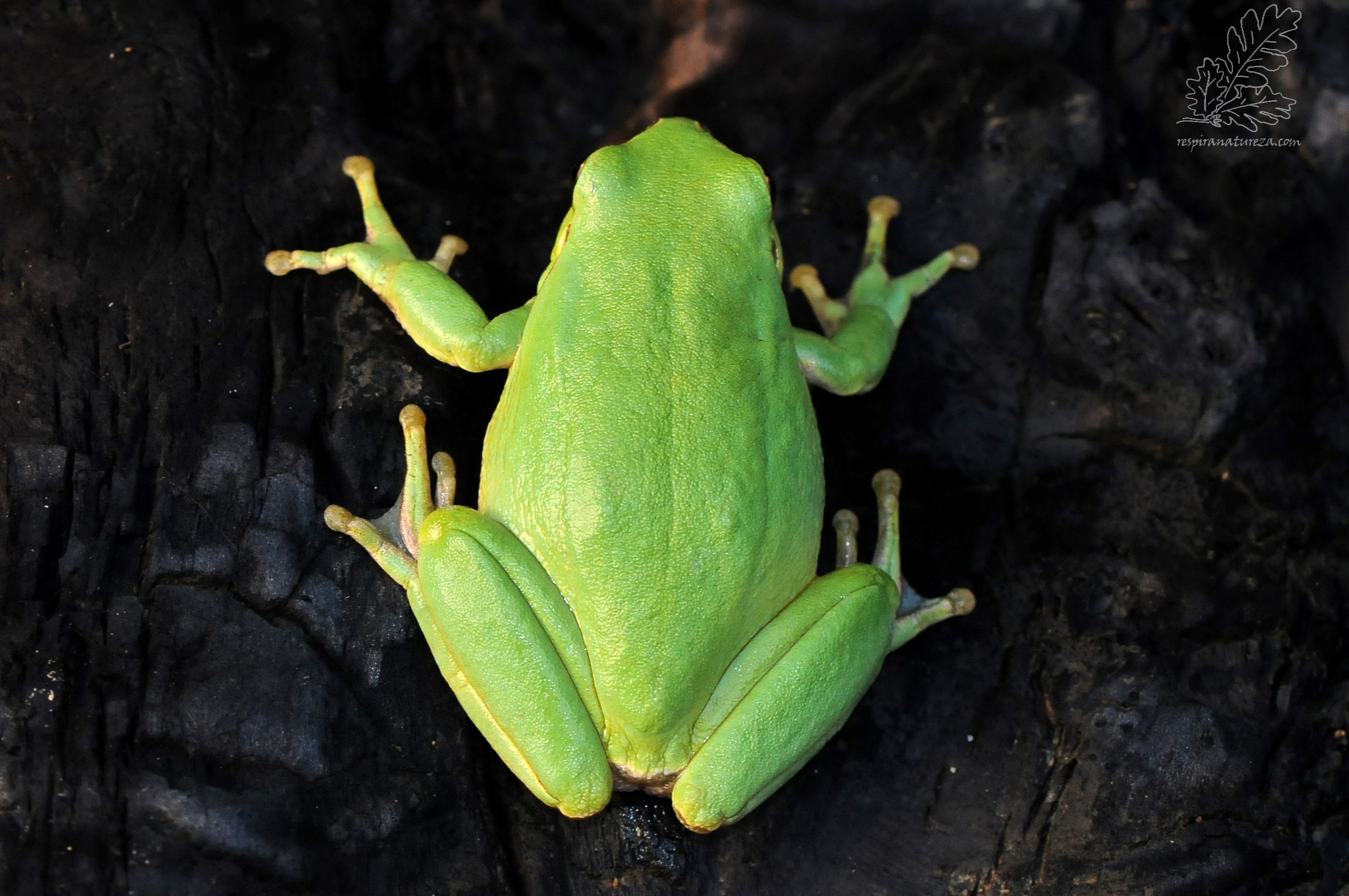 Hyla meridionalis (Boettger, 1874)