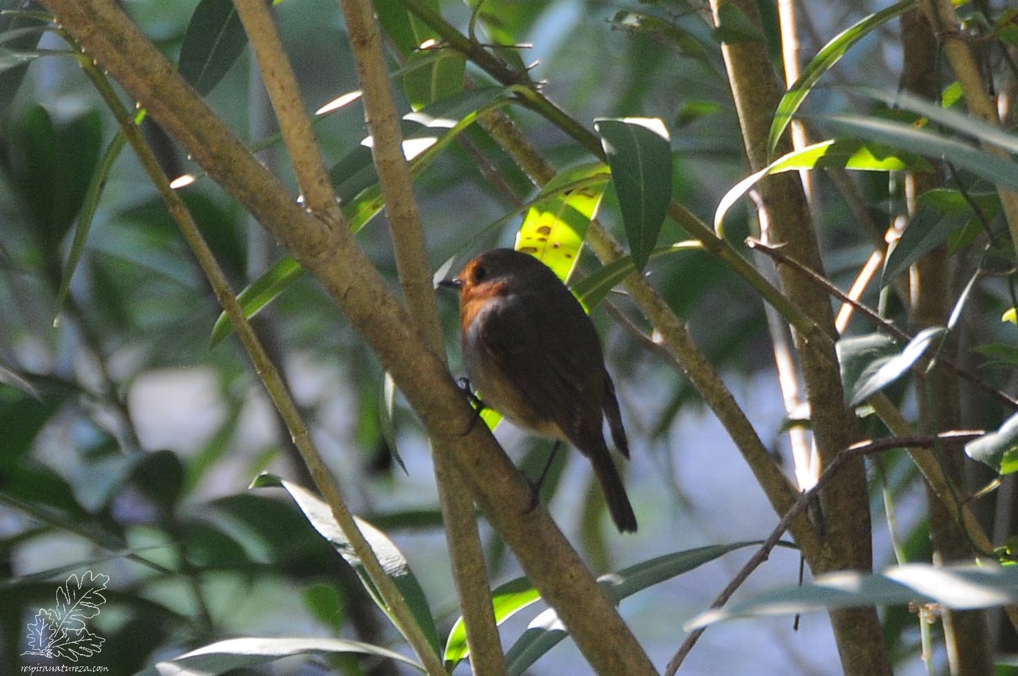 O pisco-de-peito-ruivo " Erithacus rubecula"
