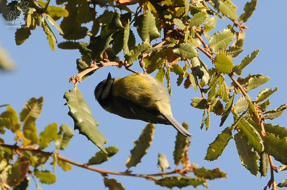 Chapim-azul "Cyanistes caeruleus"